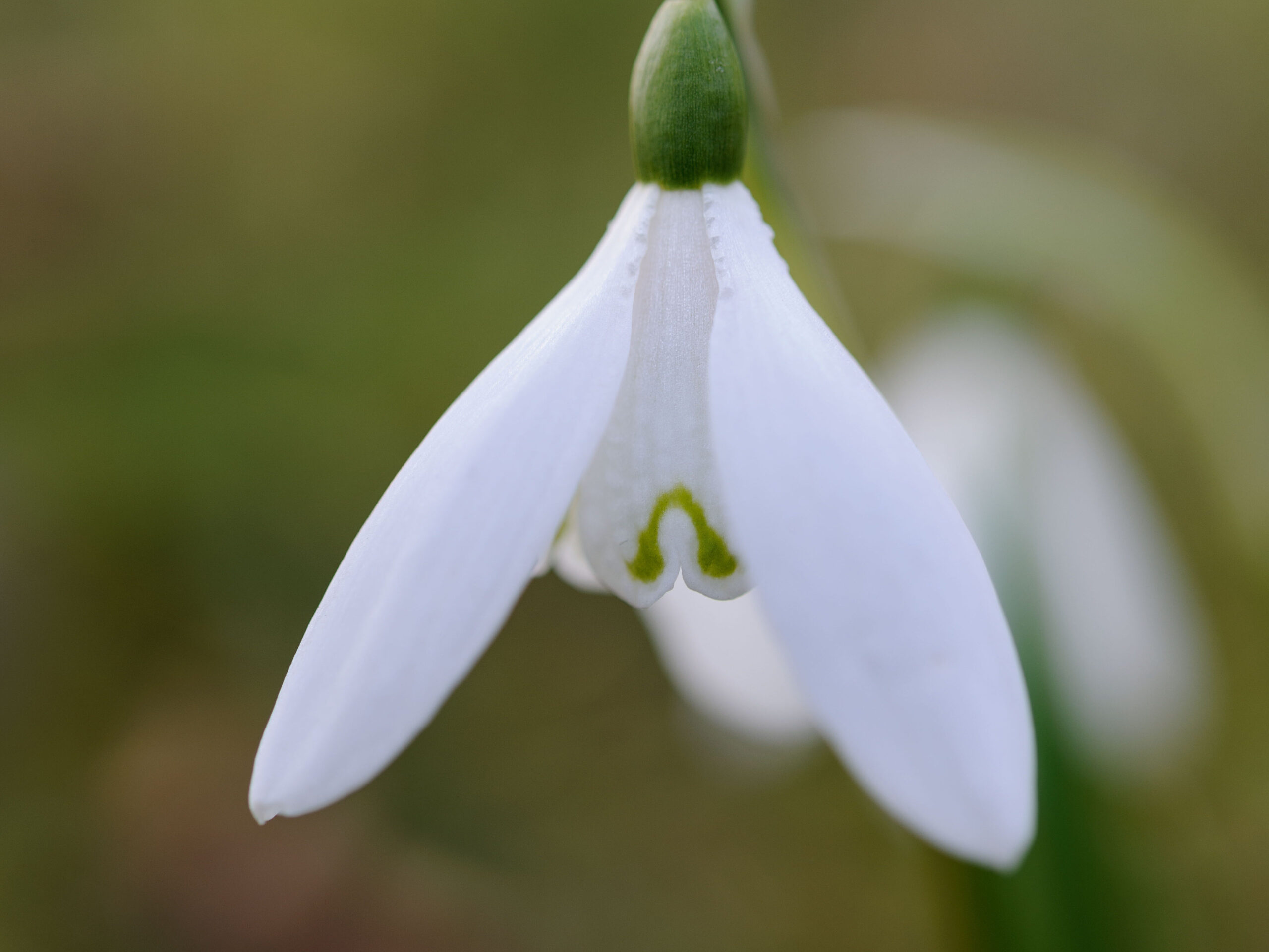 Snowdrops: Galanthus nivalis 'Anglesey Abbey'