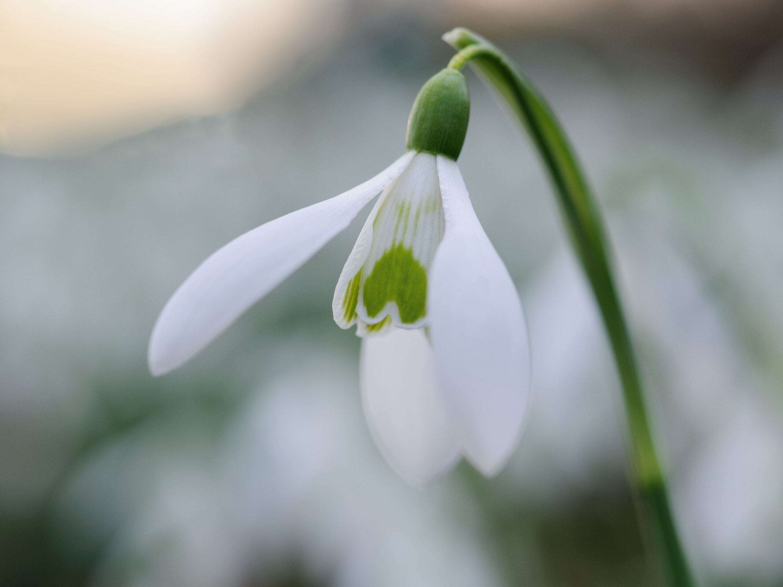 Snowdrops: Galanthus nivalis from Prior Park