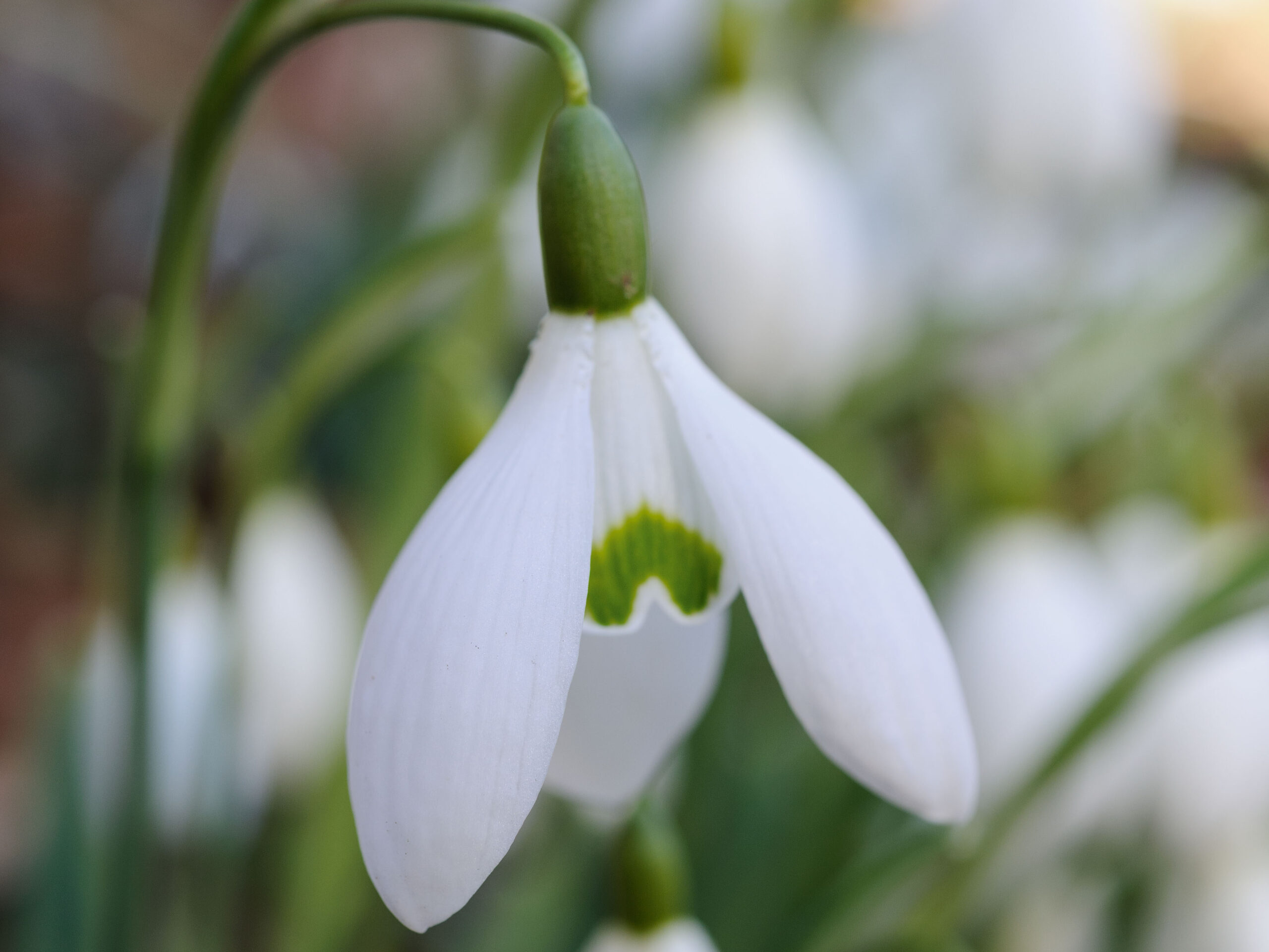 Snowdrops: Galanthus 'Galatea'