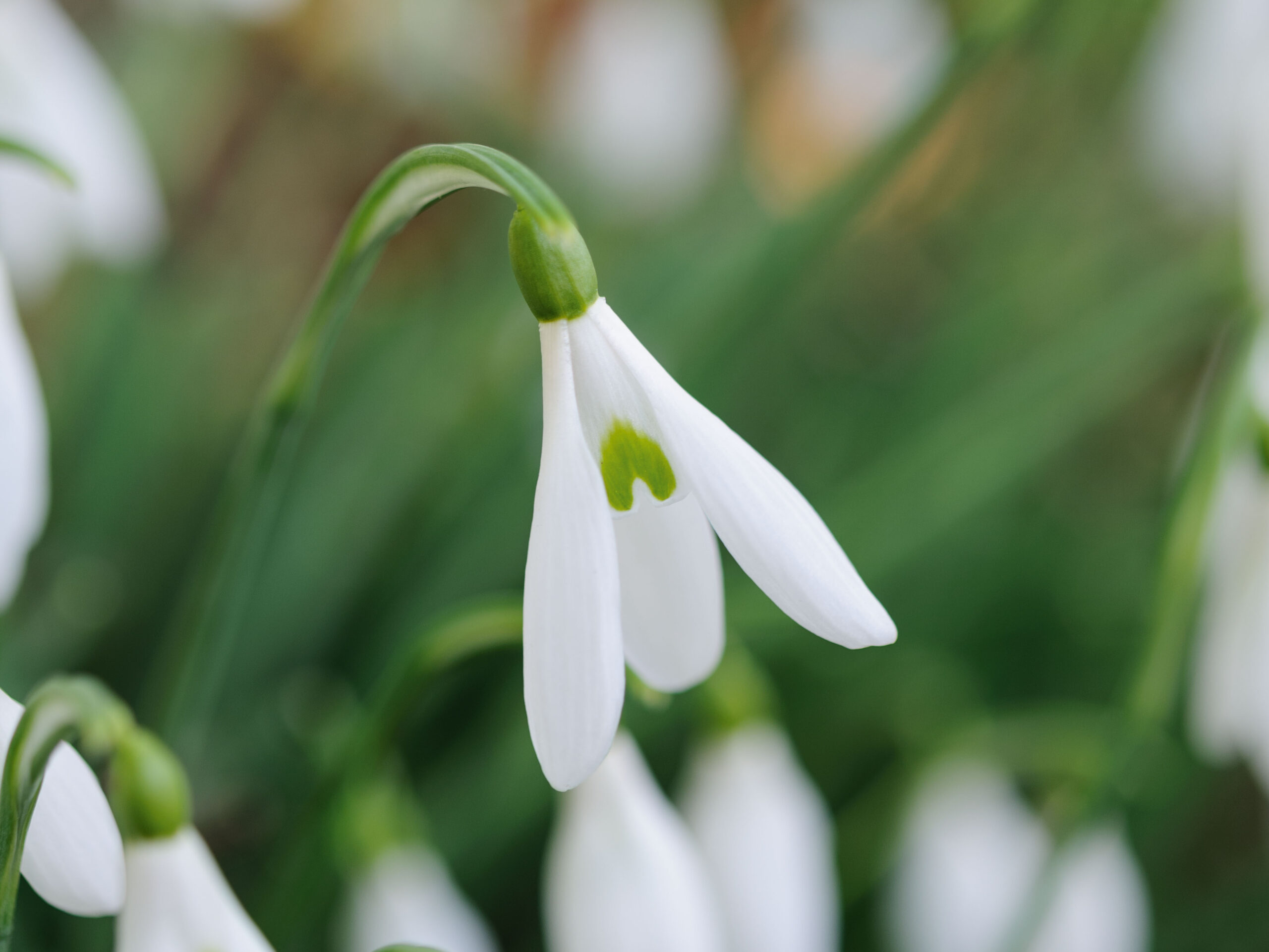 Snowdrops: Galanthus 'Lyn'