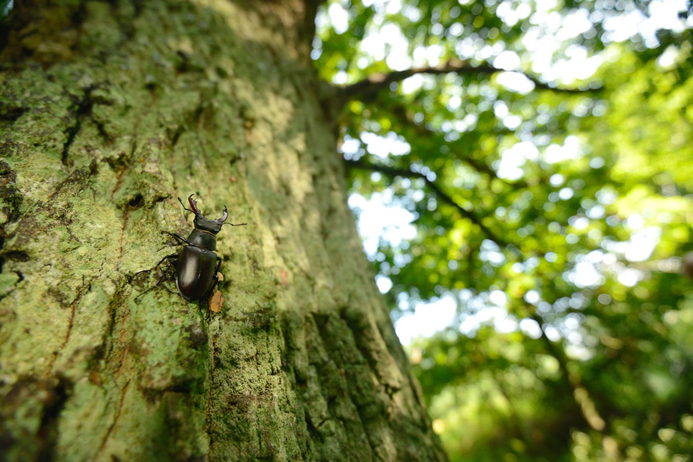 Stag beetle (Lucanus cervus)