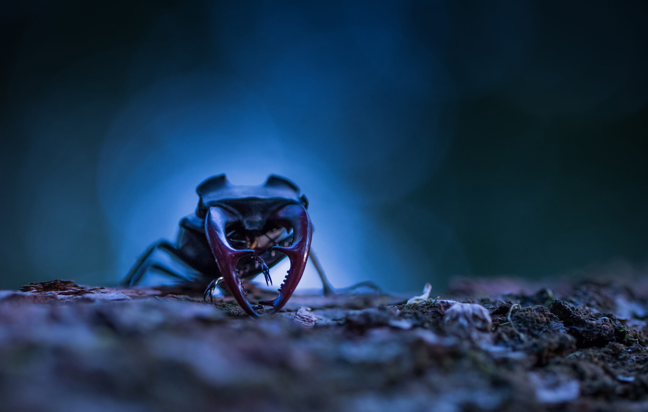 Lucanus cervus, stag beetle