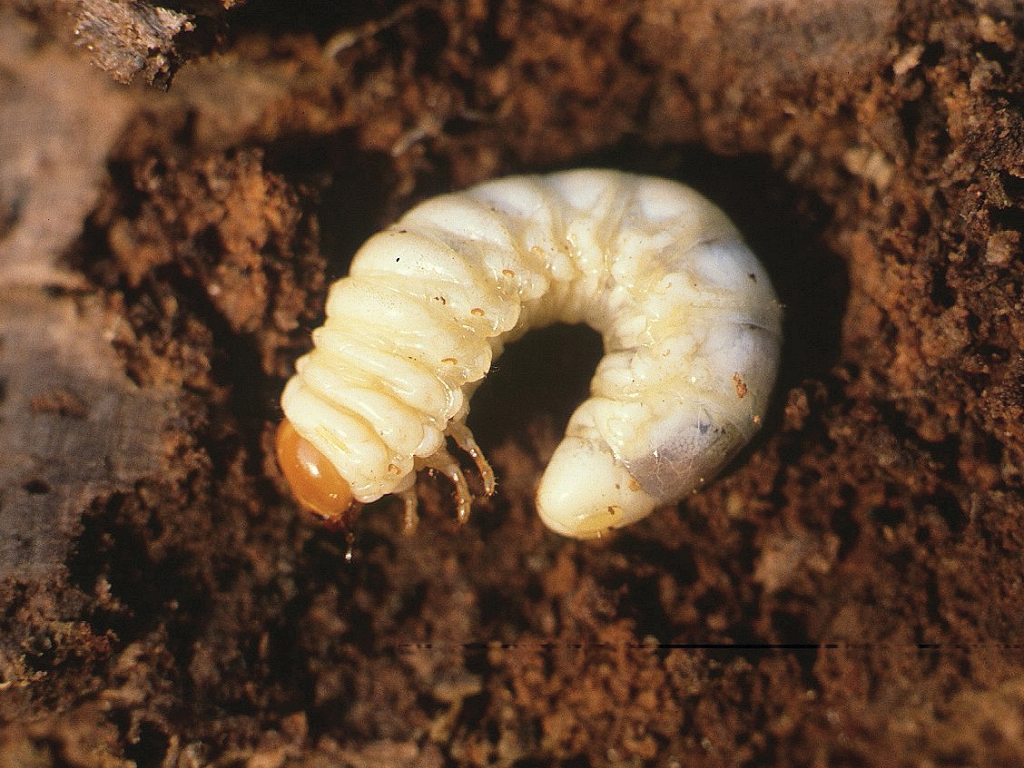Dorcus parallelipipedus, stag beetle larvae