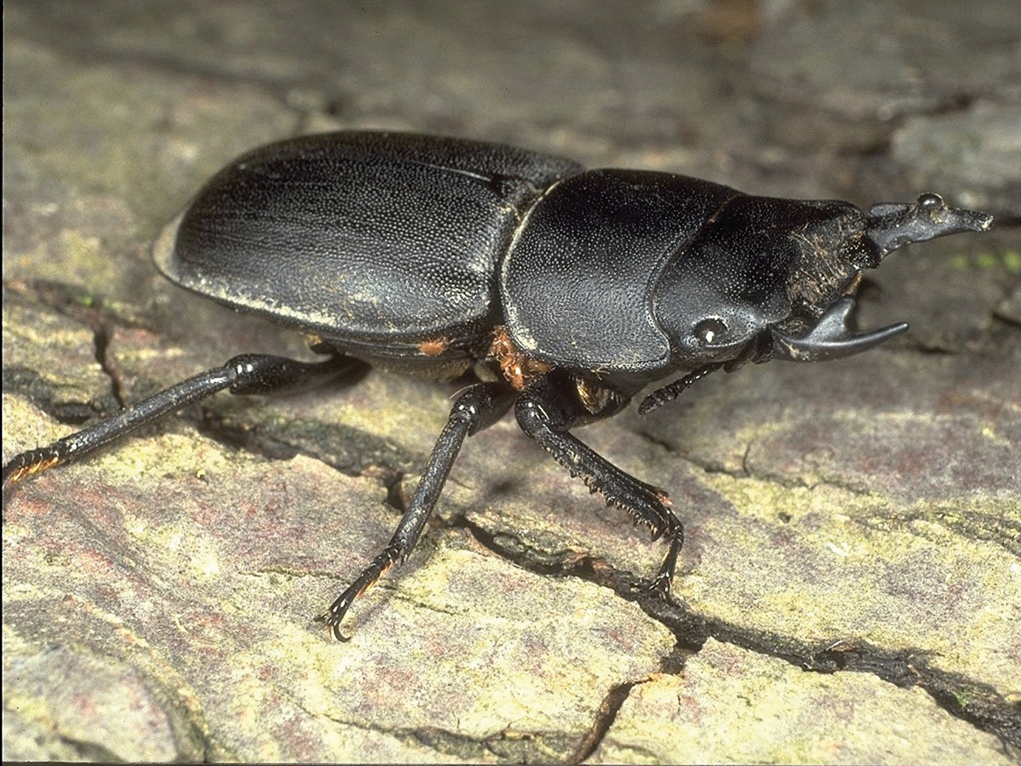 Dorcus parallelipipedus, stag beetle