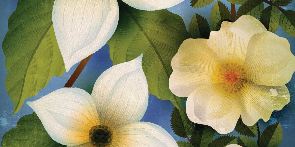 Flowers illustration Flowers illustration