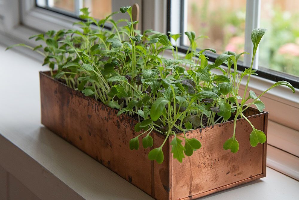 Brushed copper seed tray on a windowsill