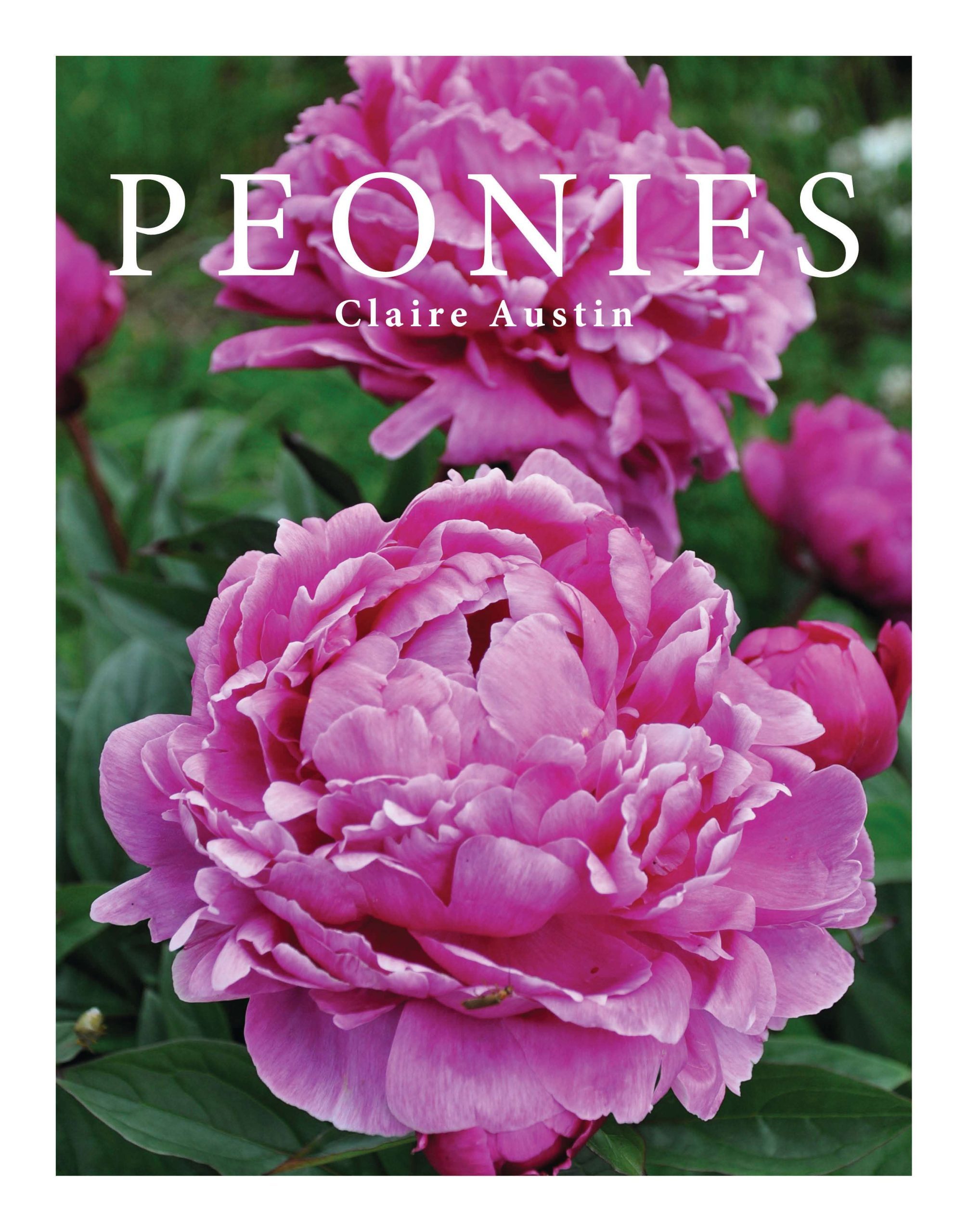 Peonies by Claire Austin 