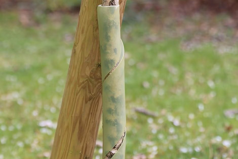 Biodegradable tree guard on a tree