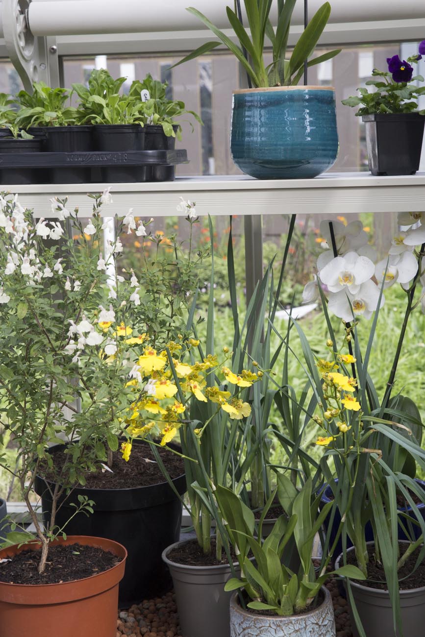 Hartley Botanic Greenhouses -115