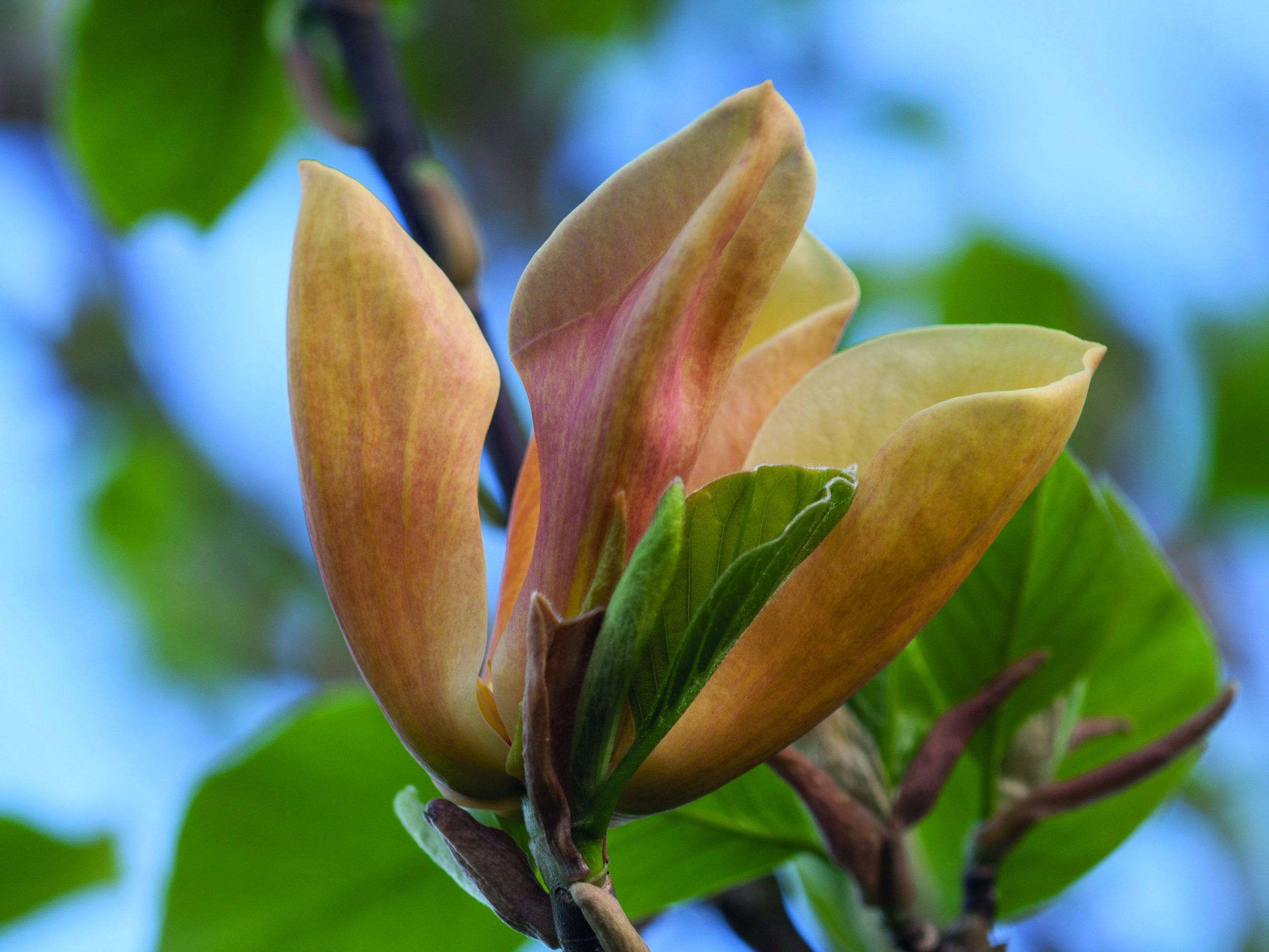Magnolia 'Judy Zuk'