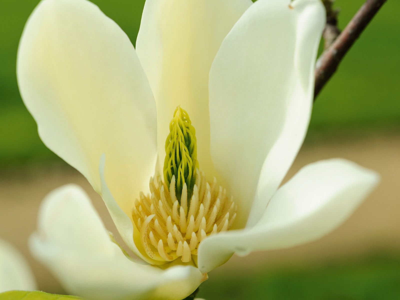 Magnolia 'Yellow Fever'