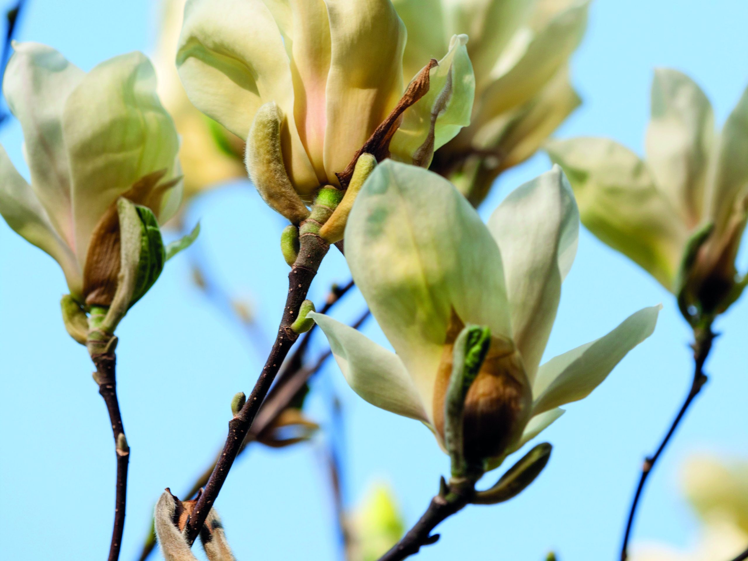 Magnolia 'Yellow lantern'