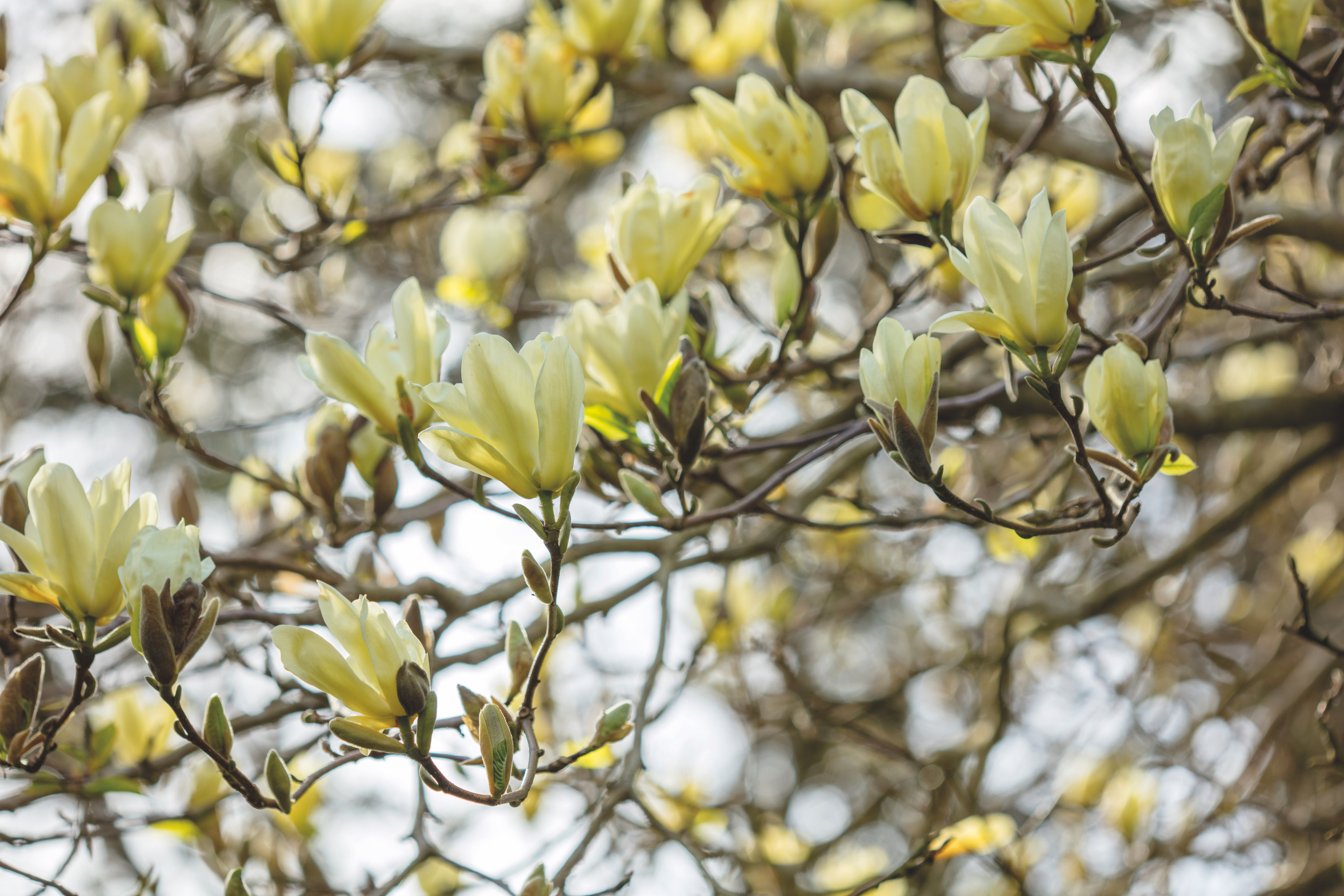 Magnolia 'Elizabeth'