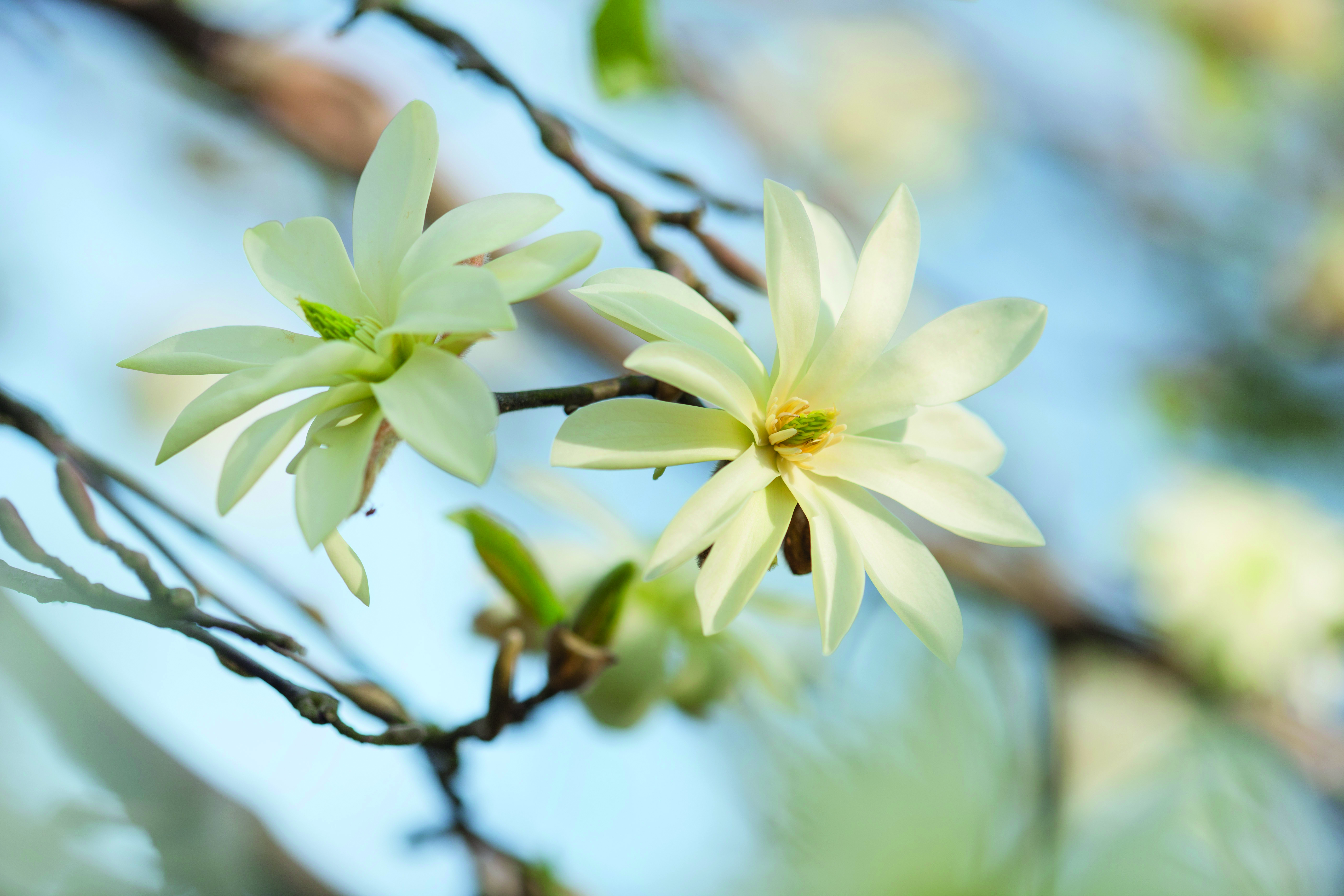 Magnolia 'Gold Star' © Clive Nichols