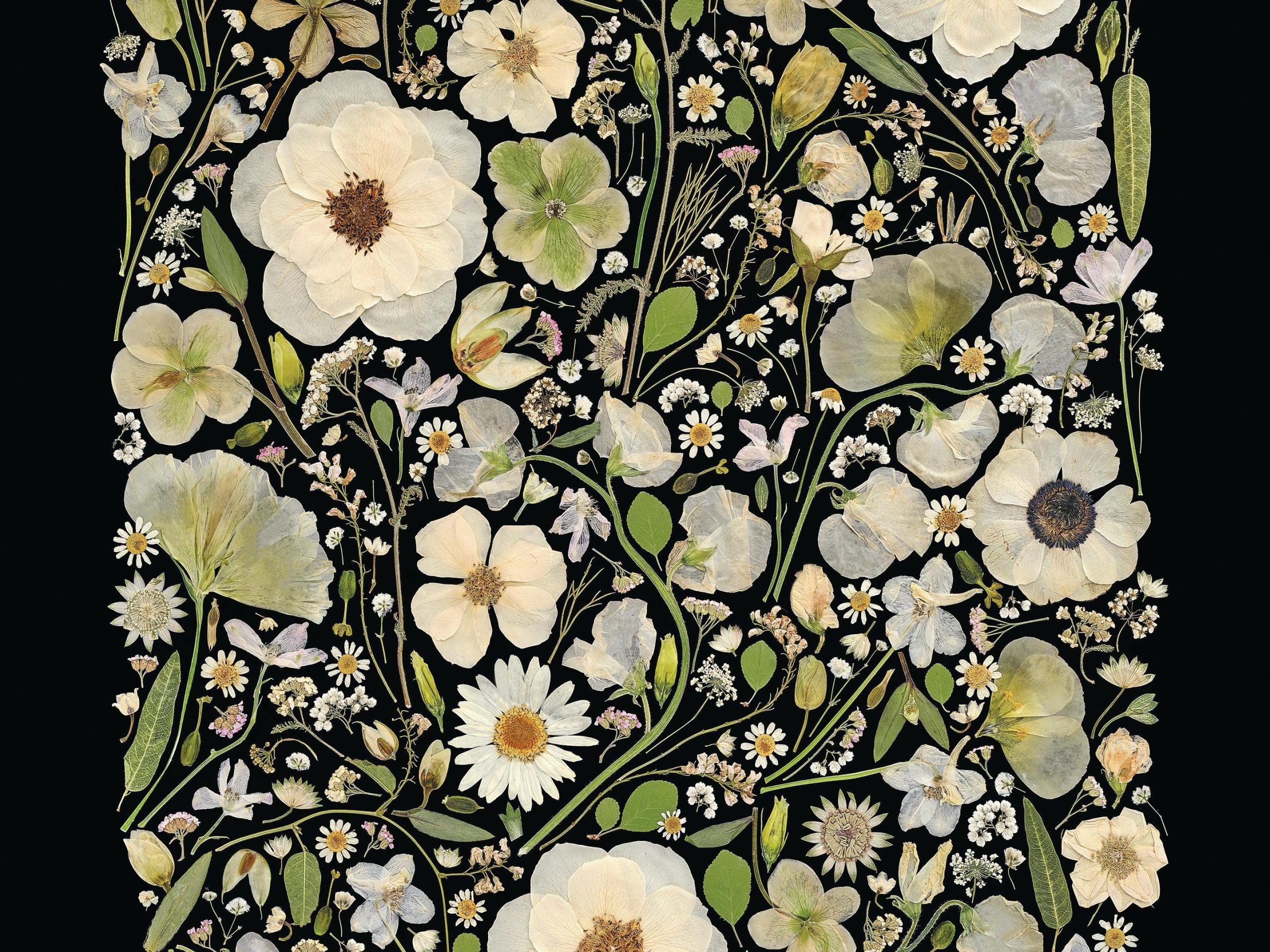 Pressed flowers art