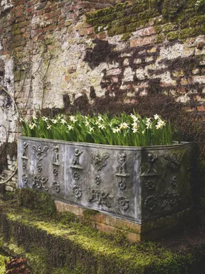 Daffodil container display Container display using a mass-planting of daffodils