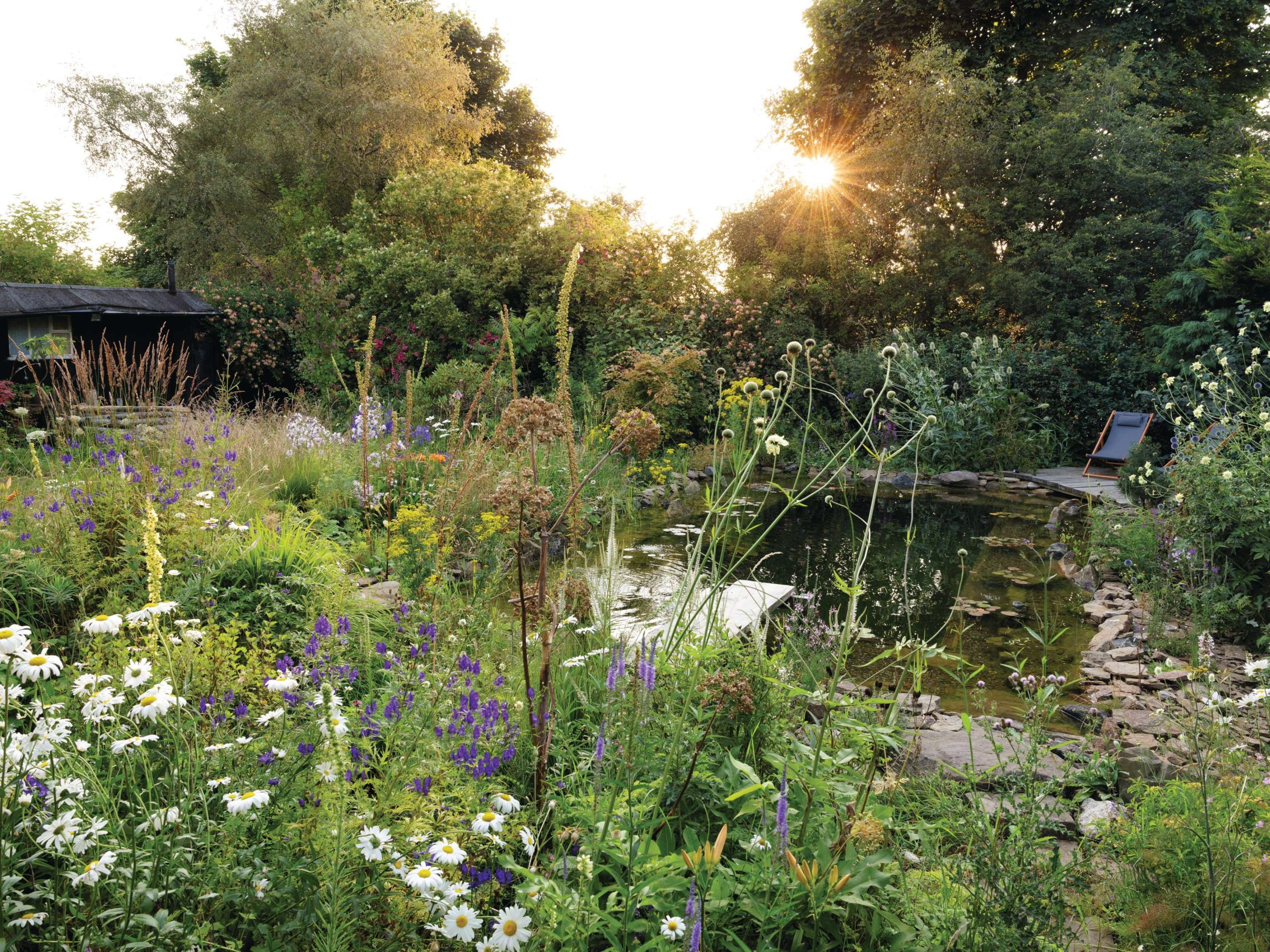 Wild swimming pond in garden