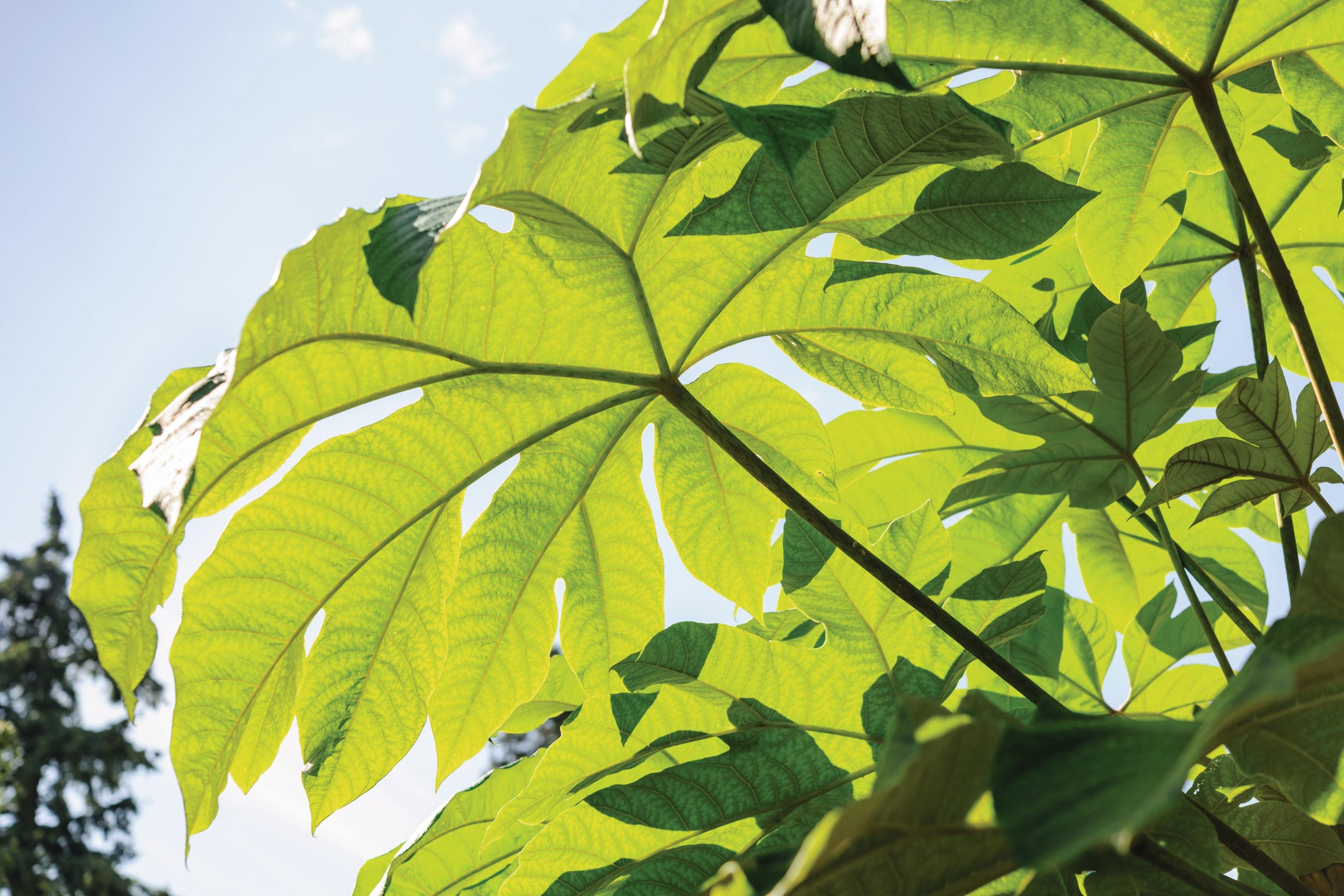 Tetrapanax papyrifer