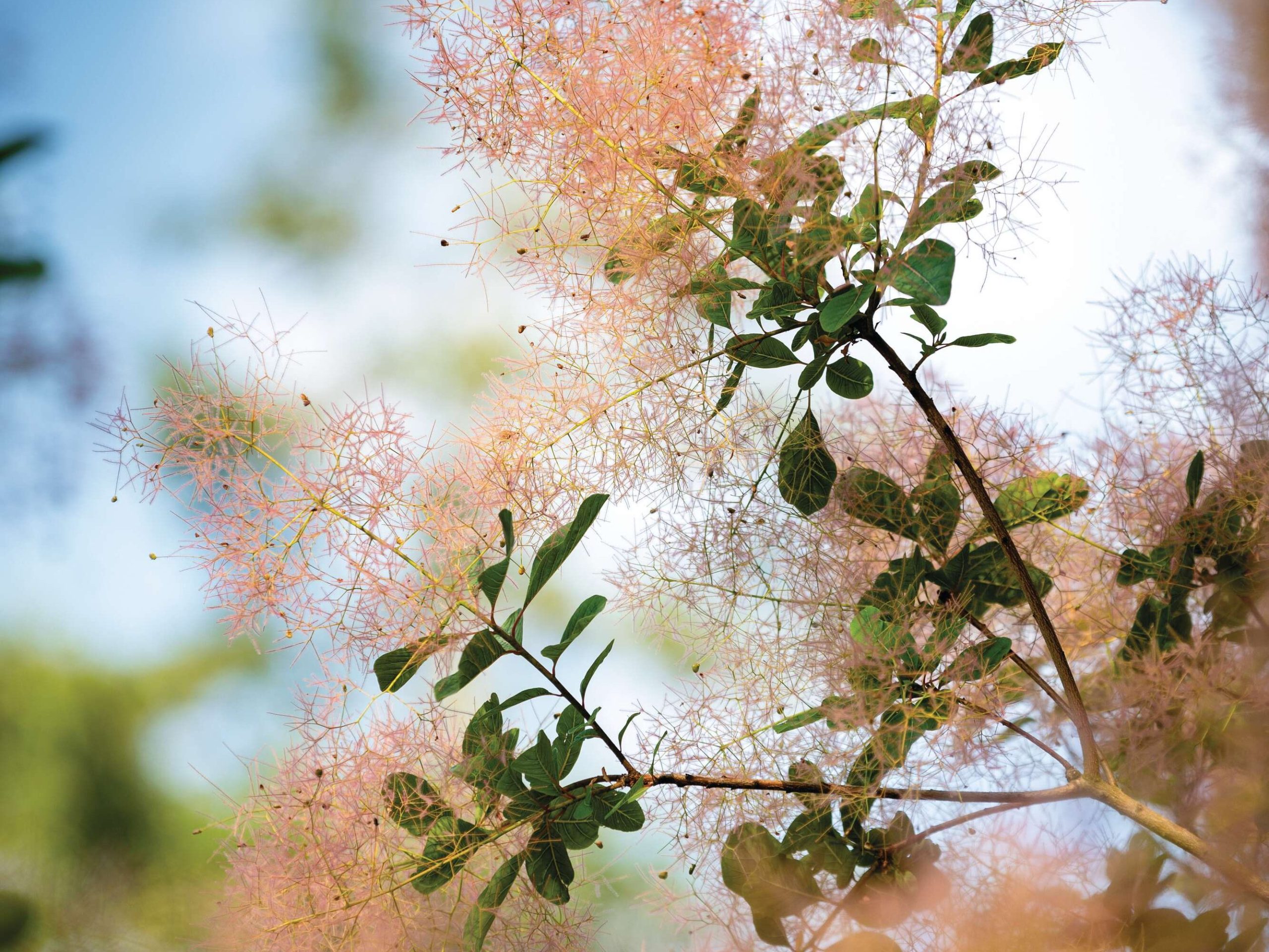 Cotinus obovatus
