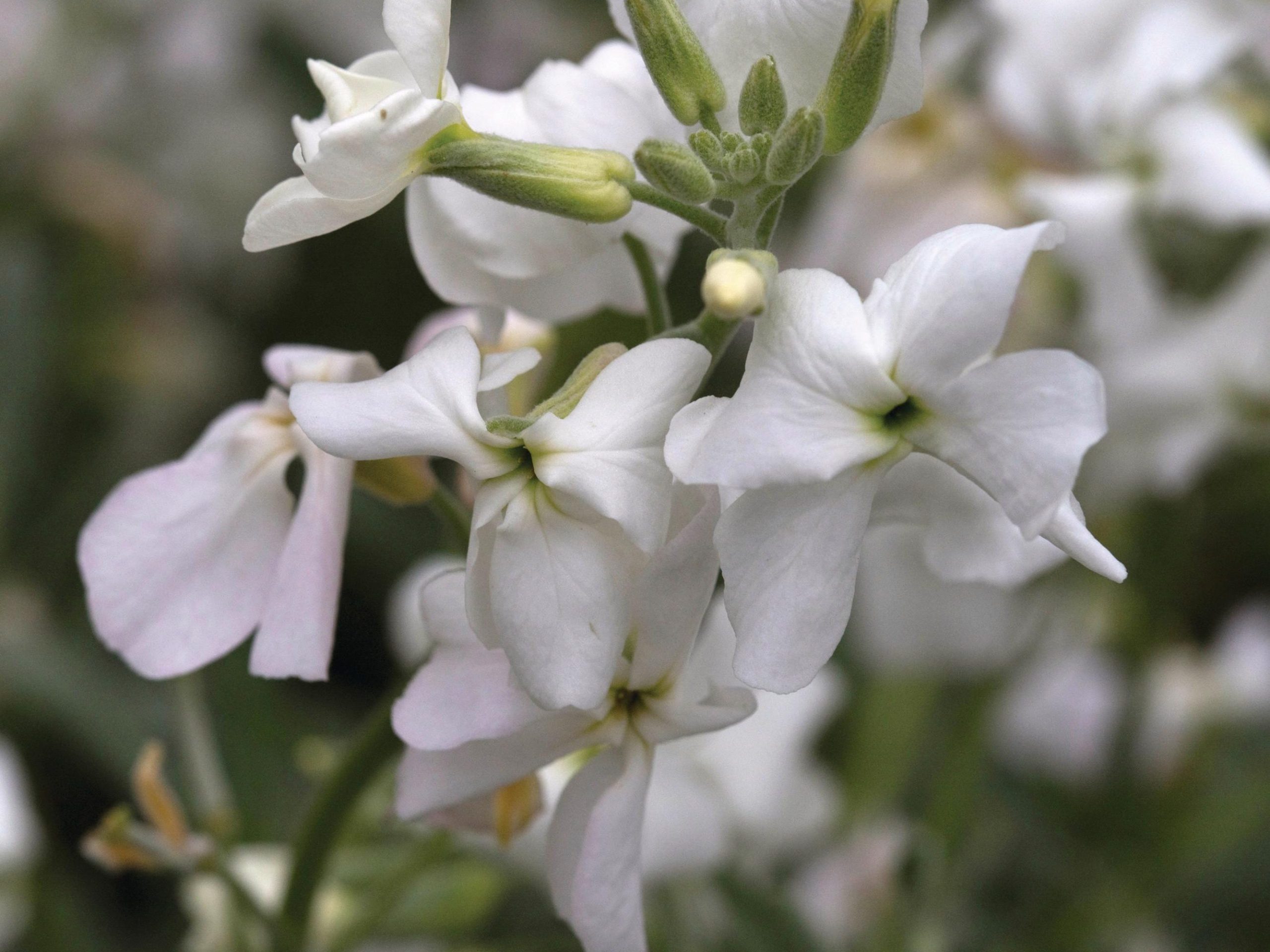 Matthiola incana ‘Alba’