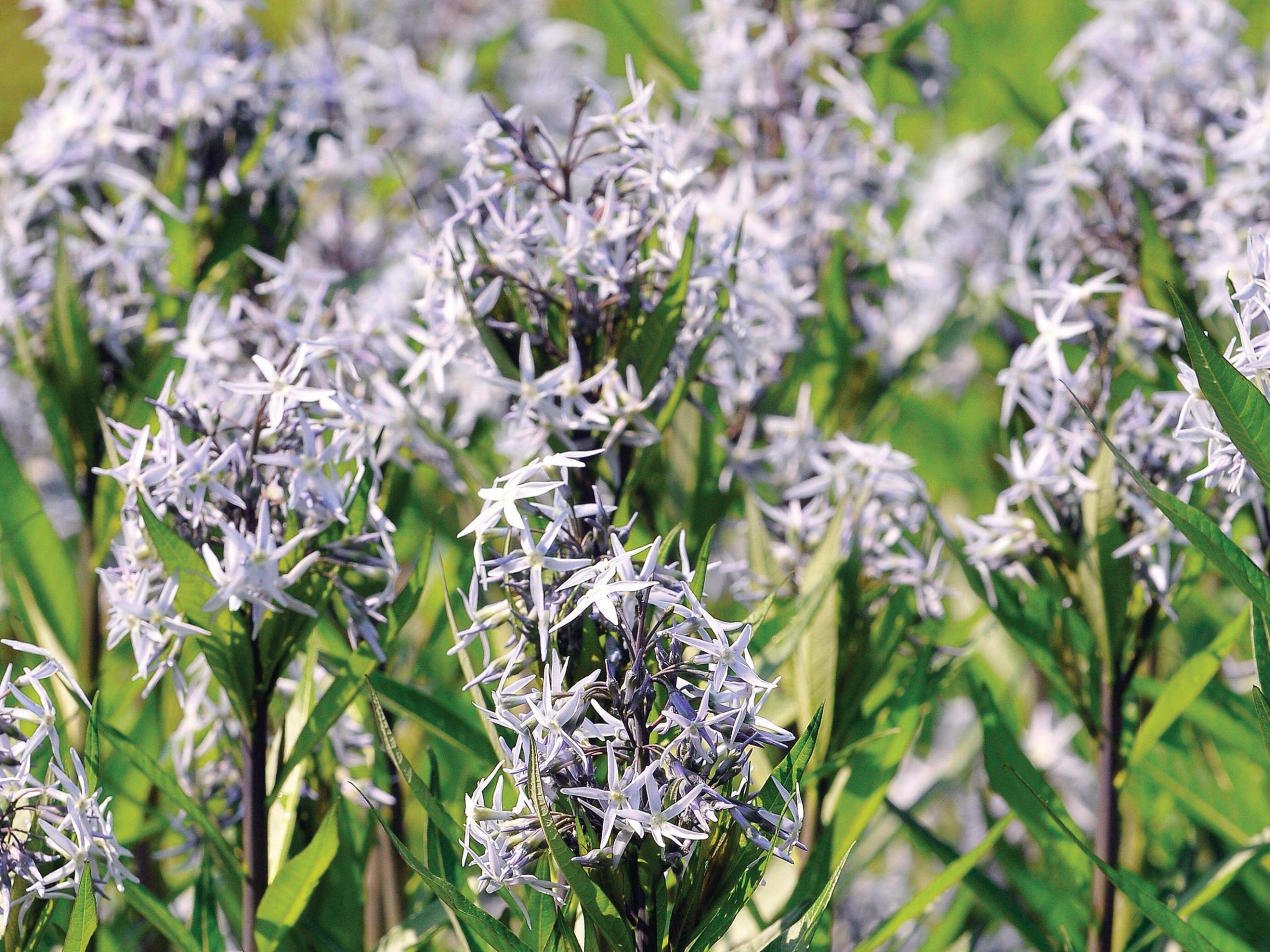 Amsonia illustris