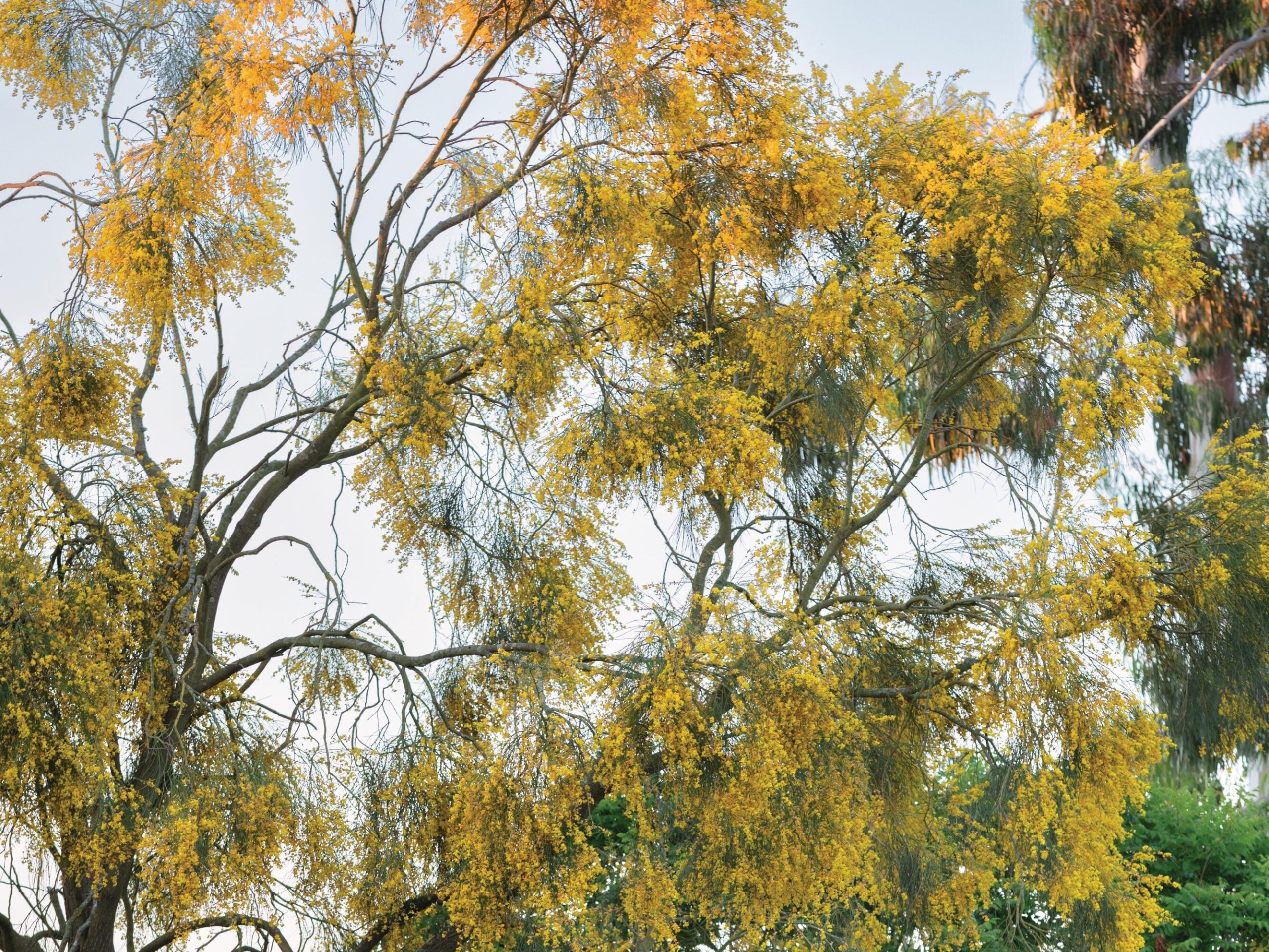 Genista aetnensis