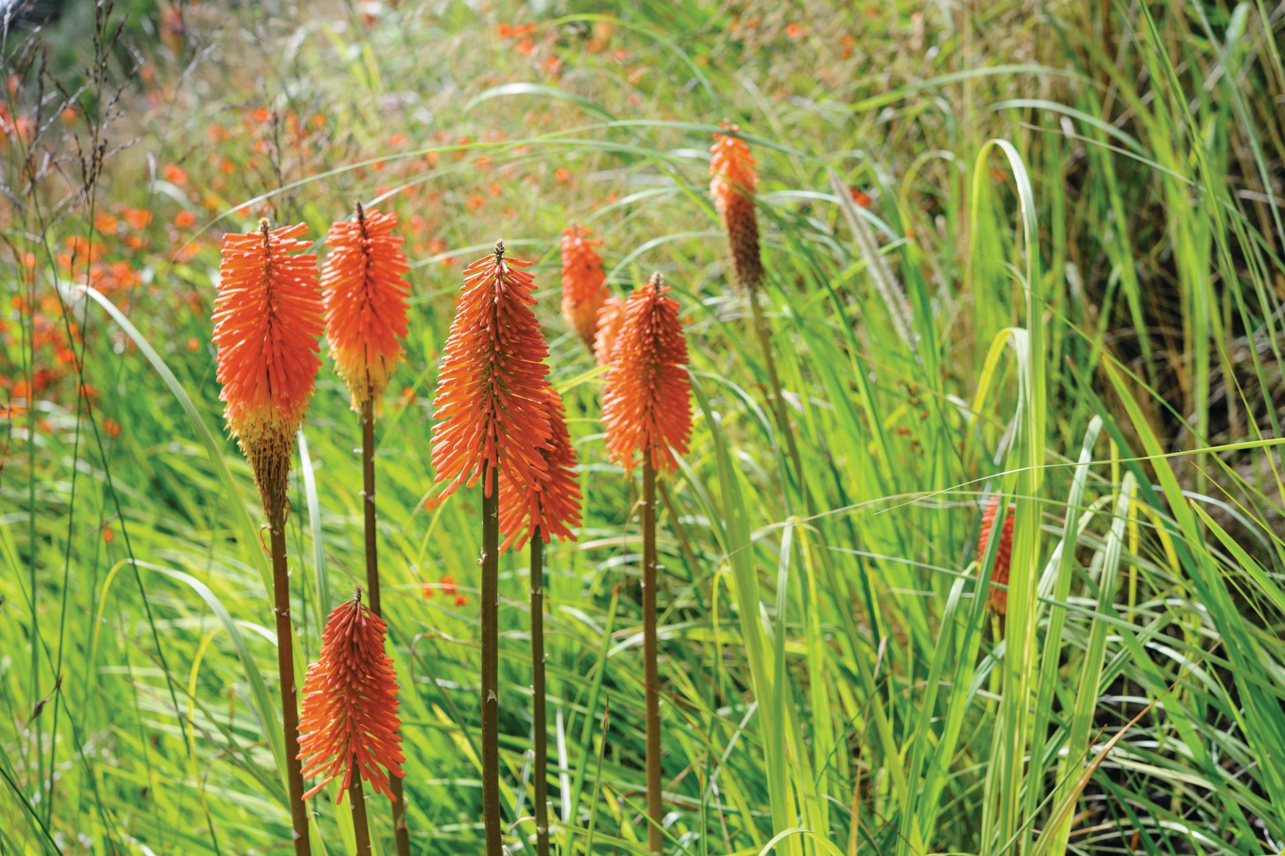 Kniphofia ‘Nobilis’