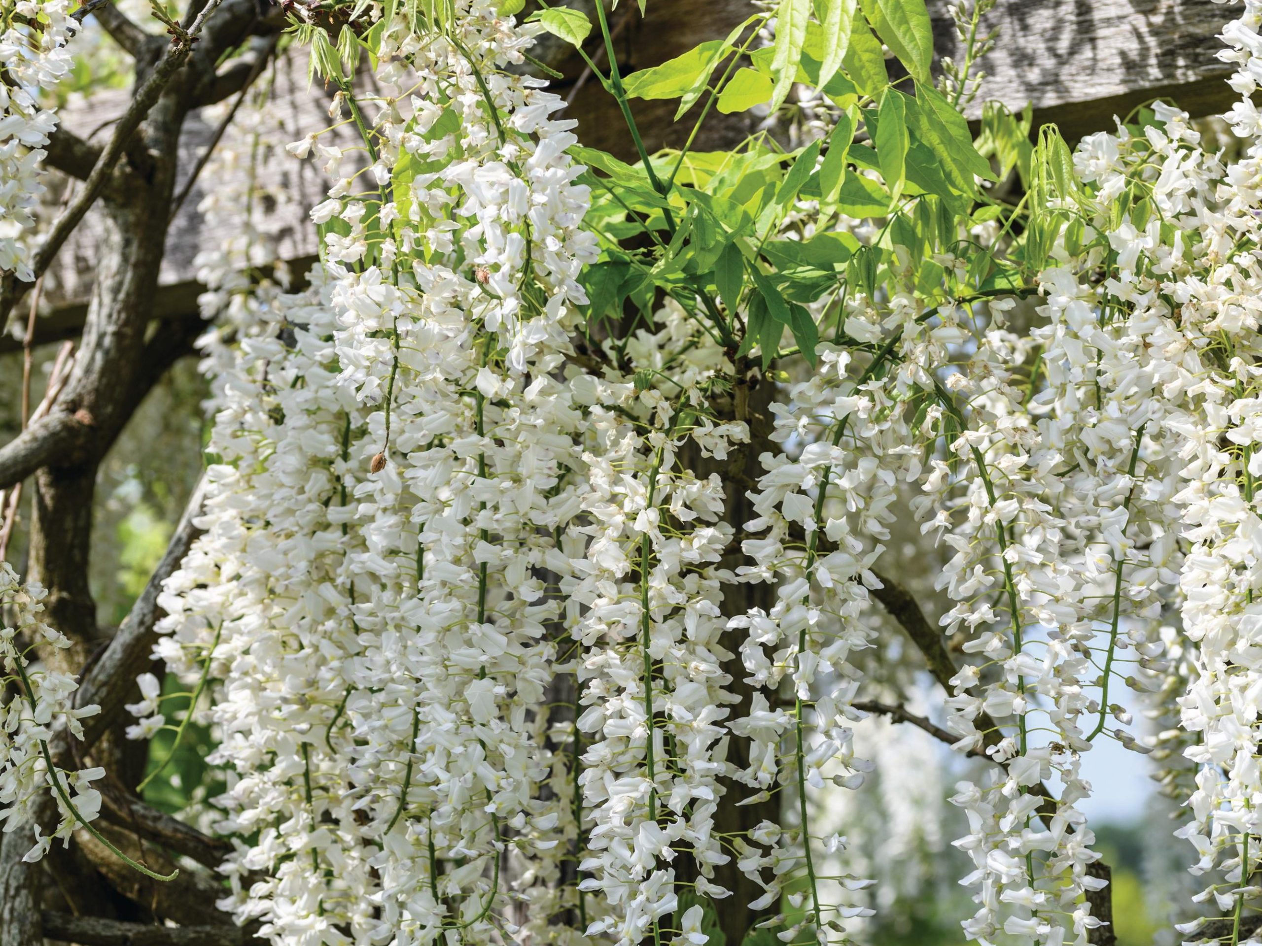 Wisteria floribunda f. alba ‘Shiro-noda’
