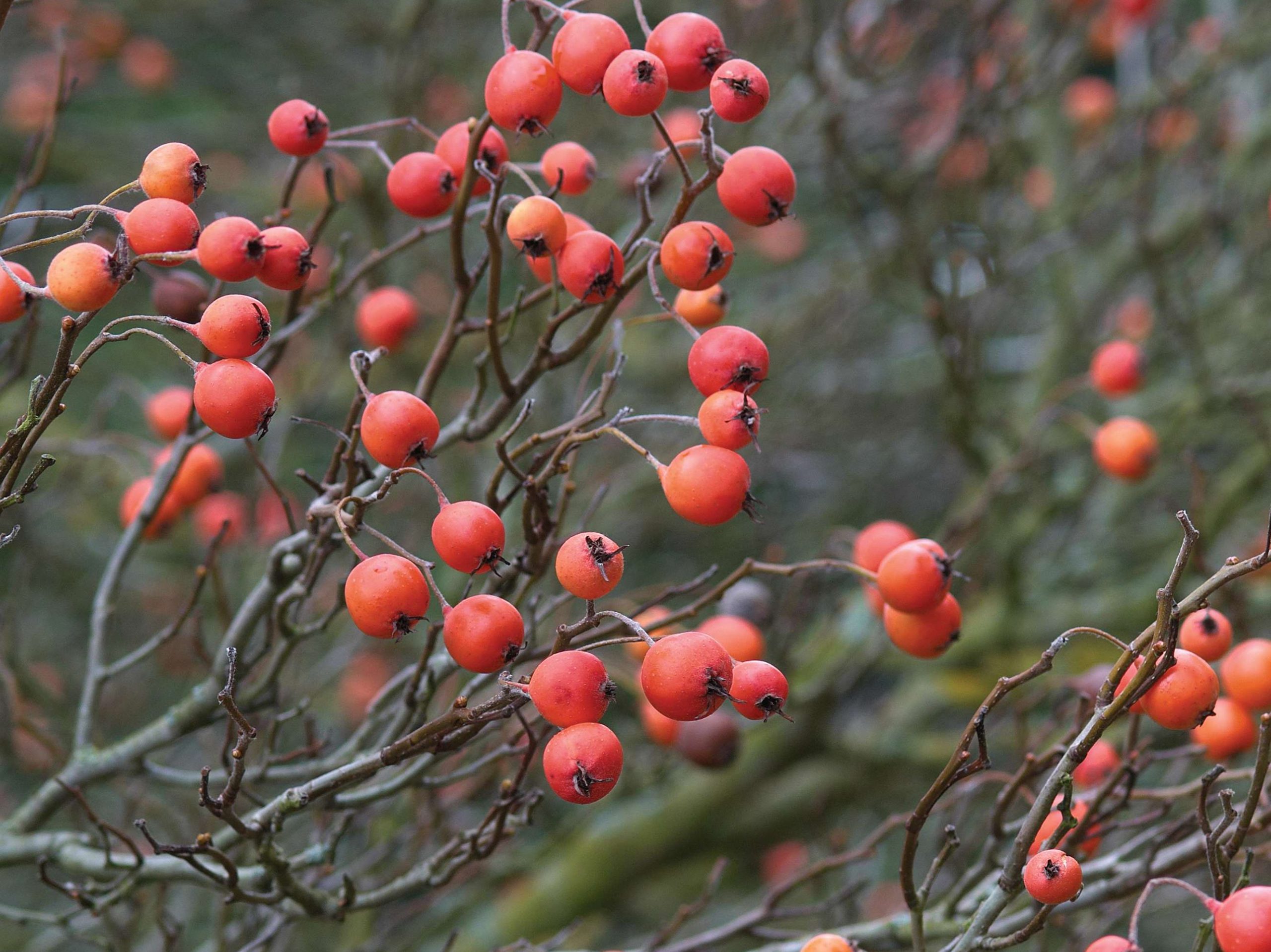 Crataegus X lavalleei ‘Carrierei’