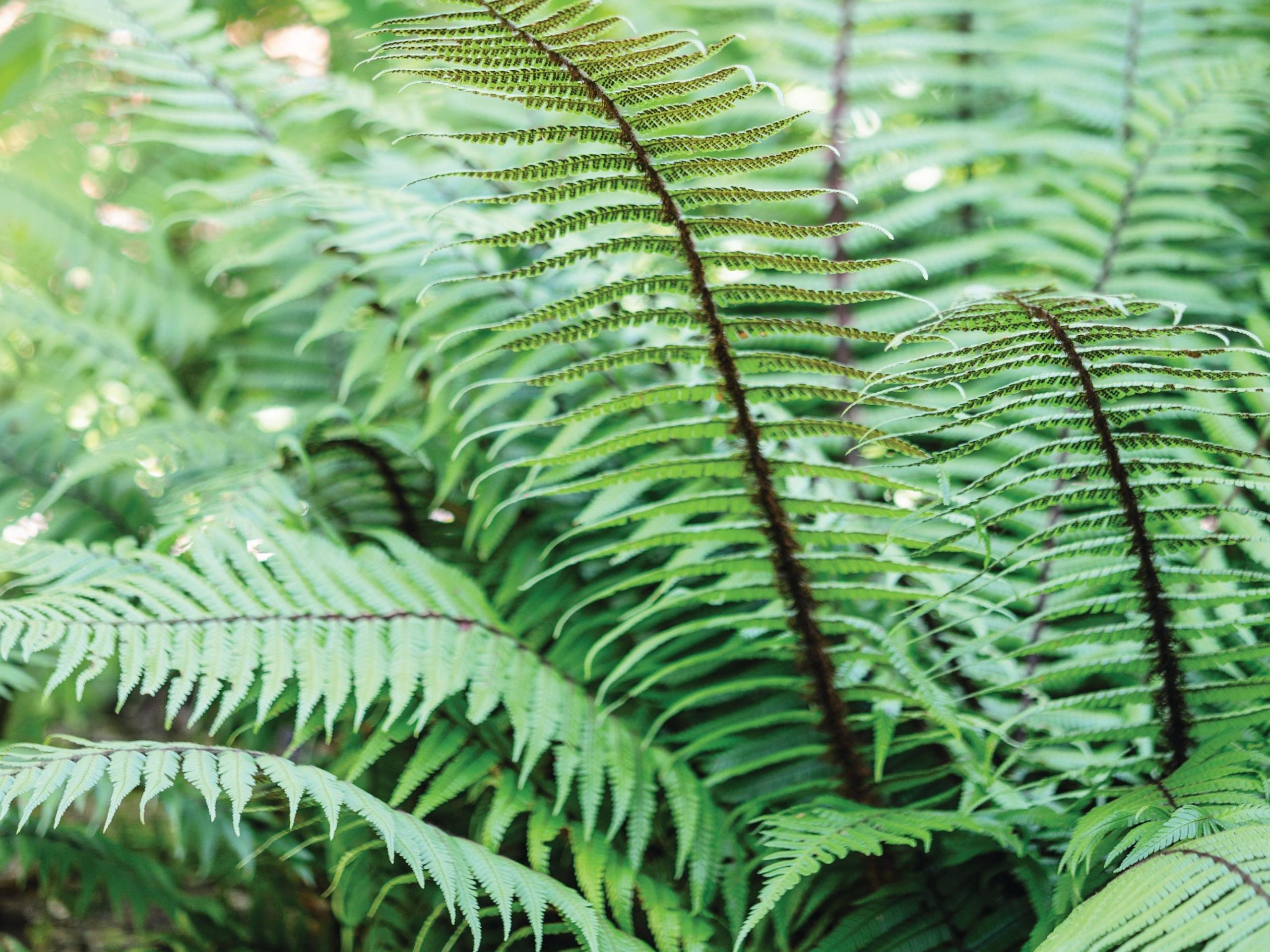 Dryopteris wallichiana