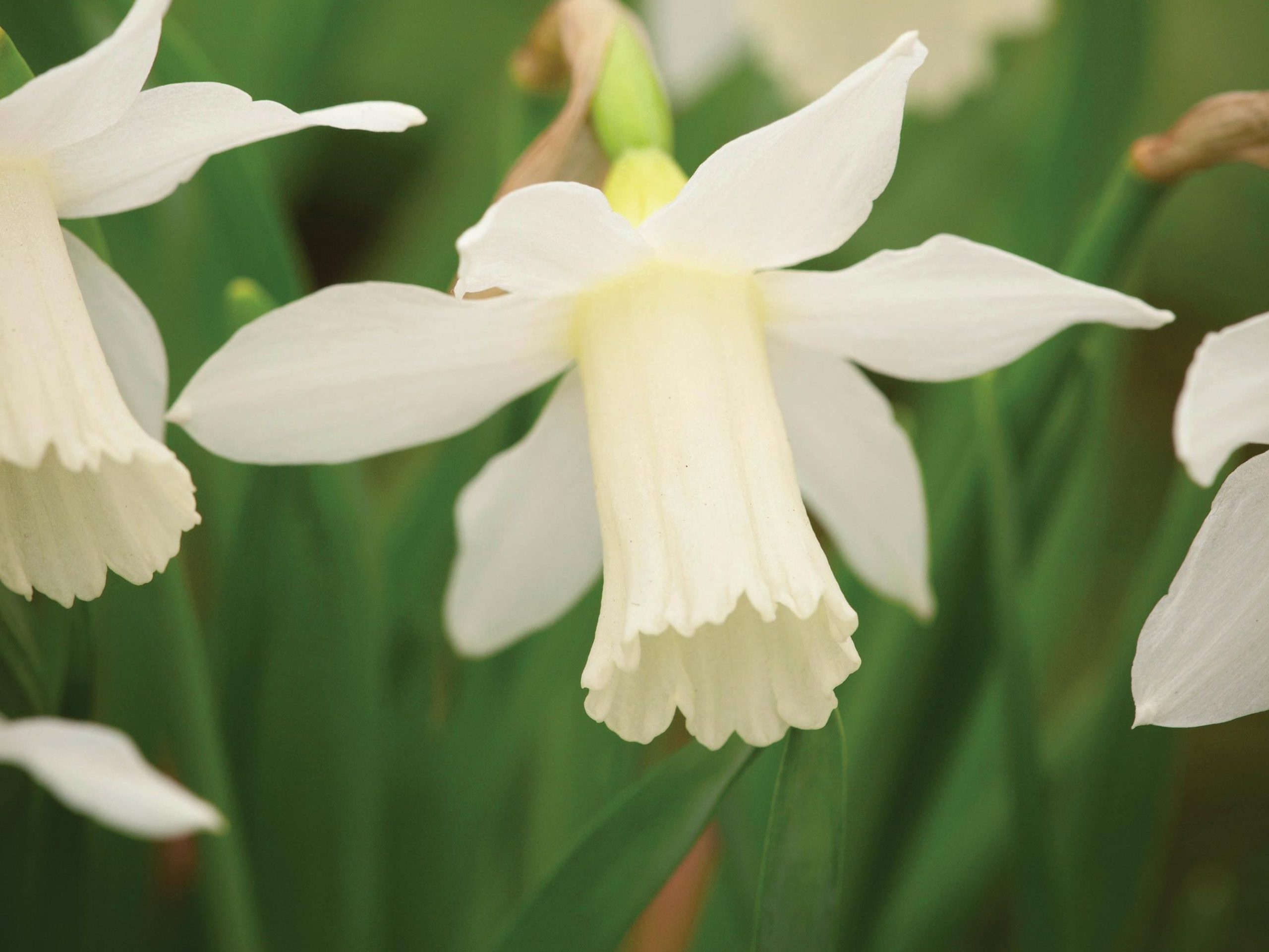 Narcissus ‘Elka’