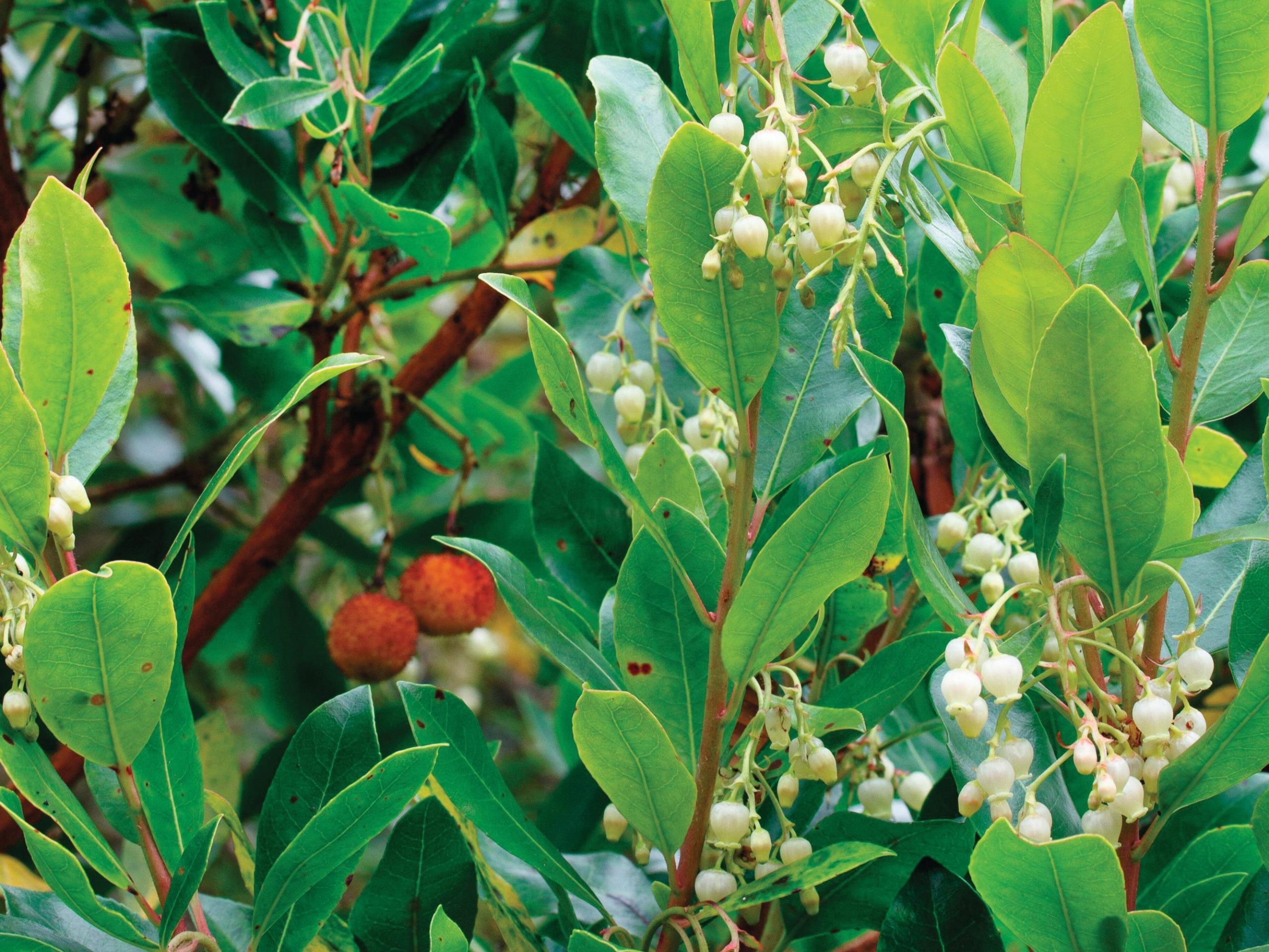 Arbutus X andrachnoides
