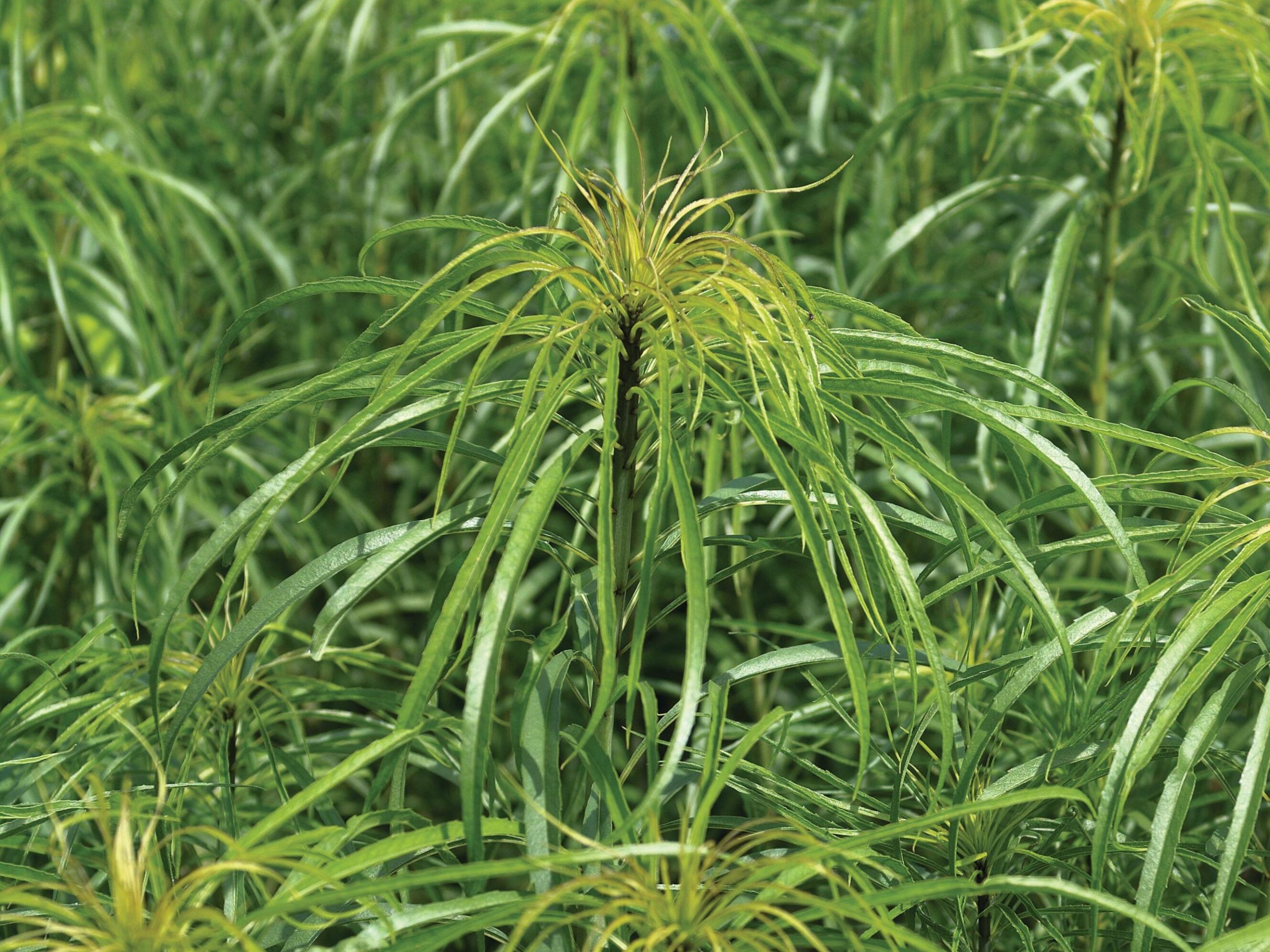 Helianthus salicifolius