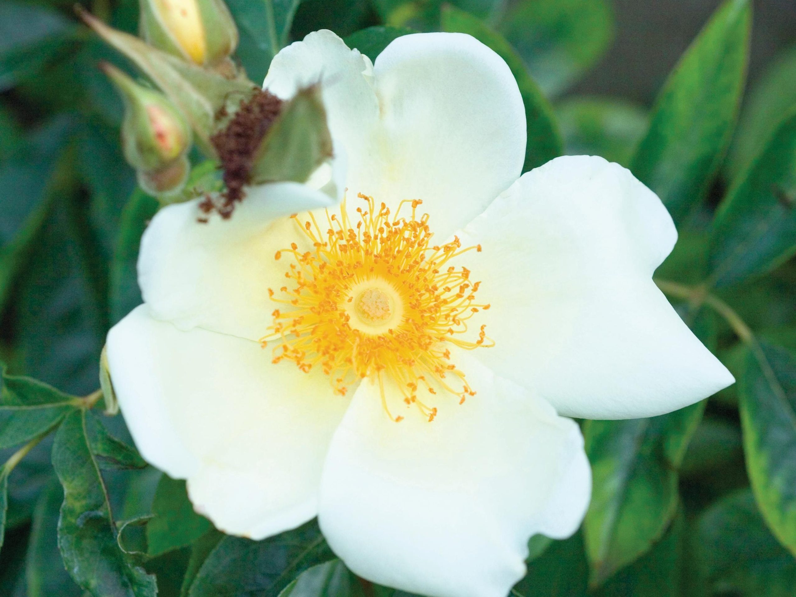 Rosa ‘Mermaid’