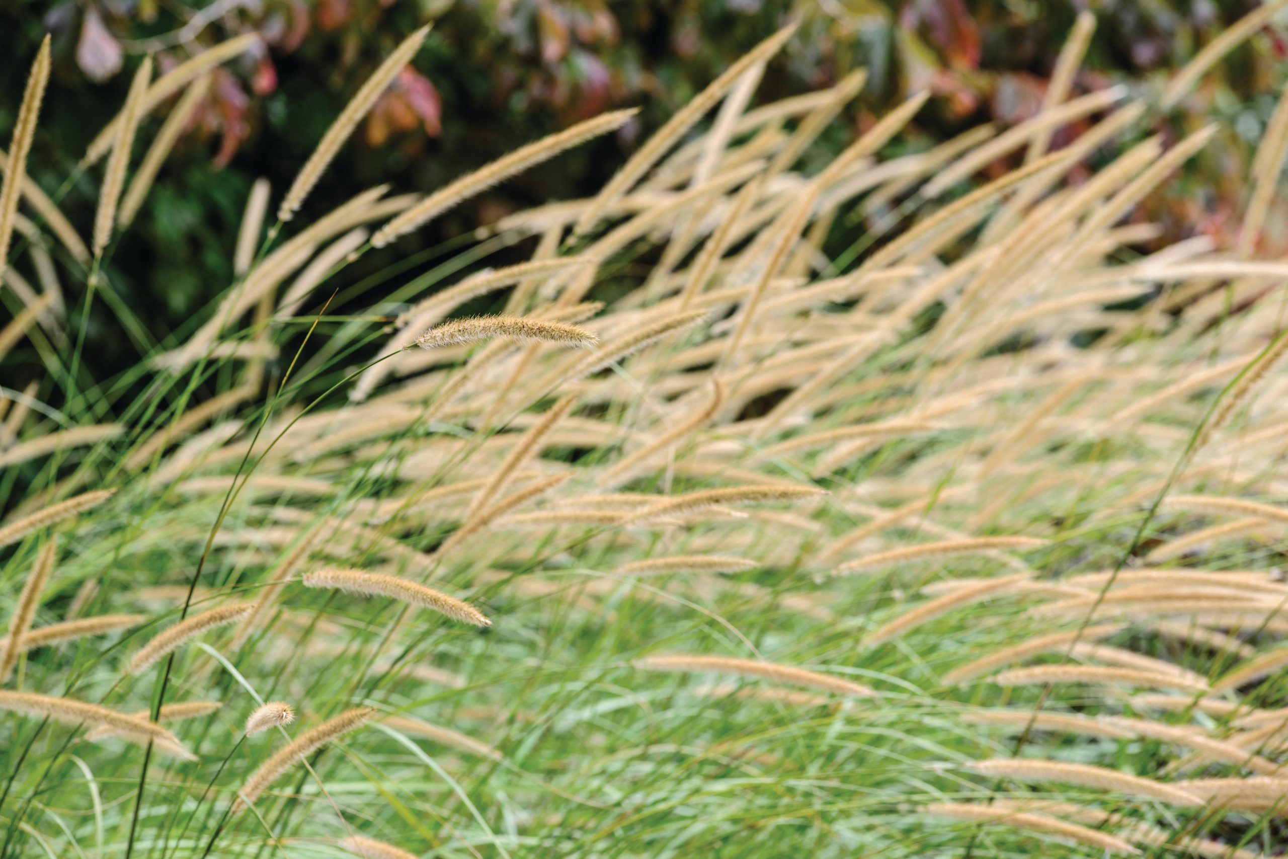 Pennisetum macrourum