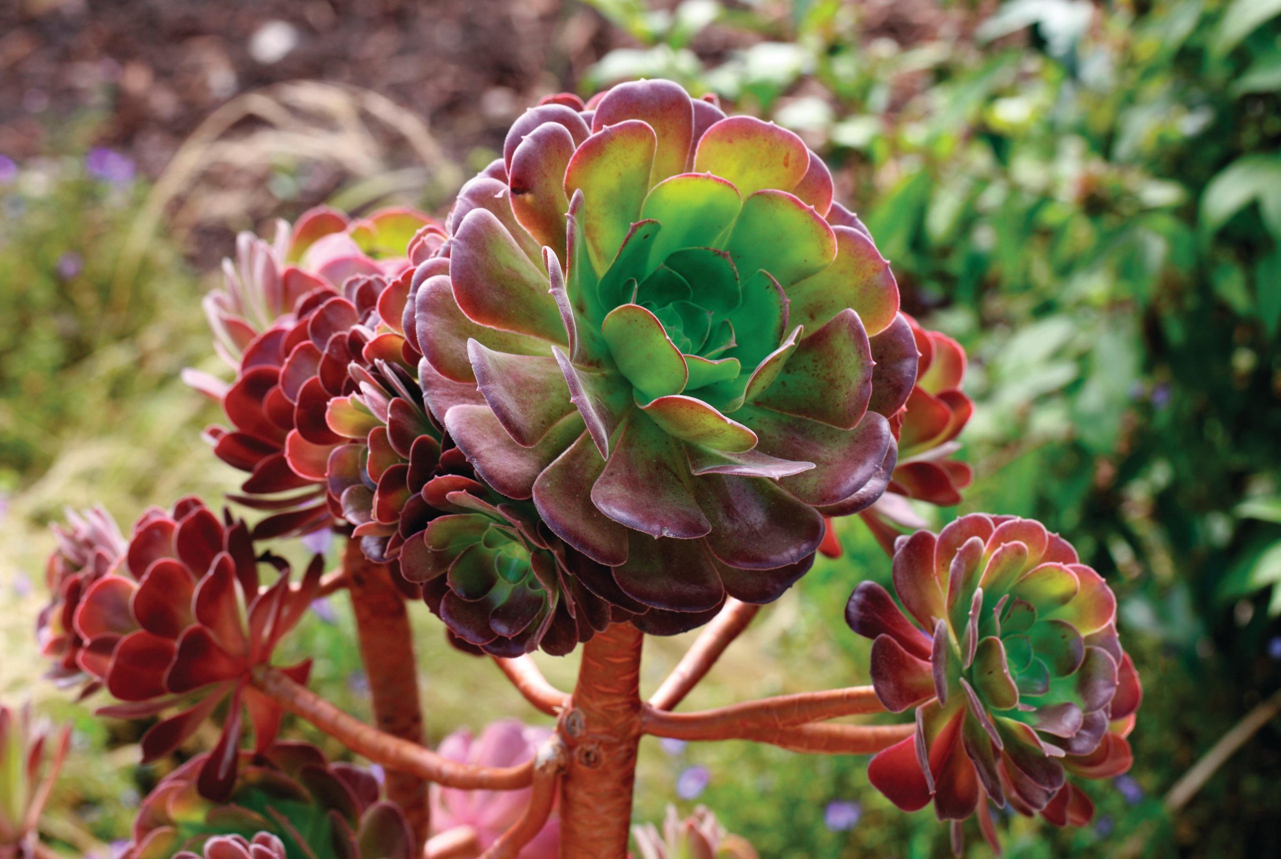 Aeonium ‘Velour’
