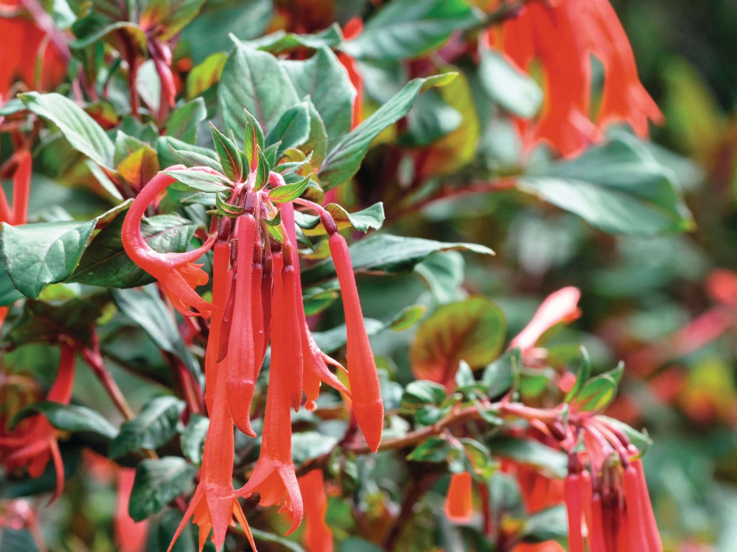 Fuchsia ‘Thalia’