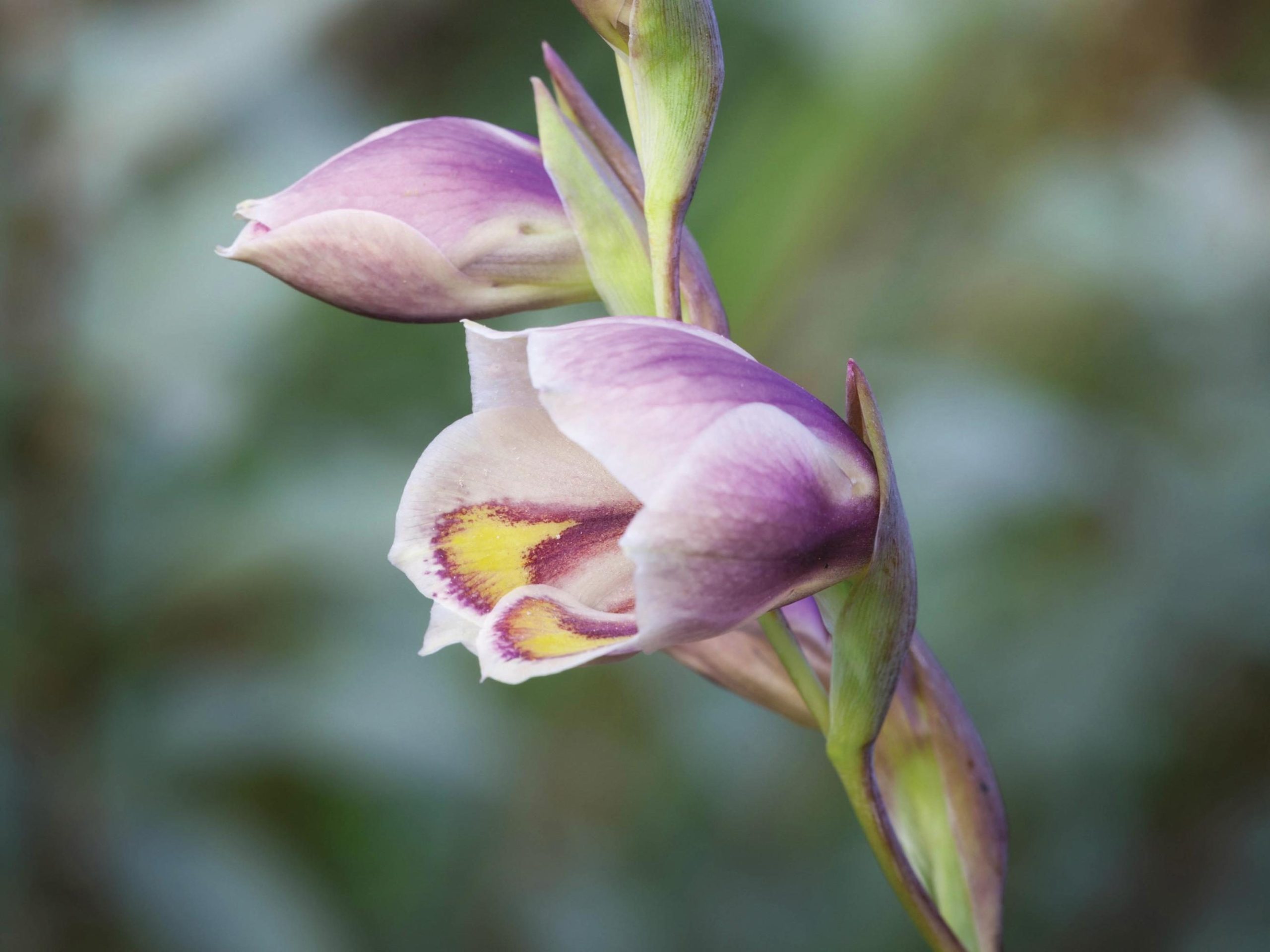 Gladiolus papilio