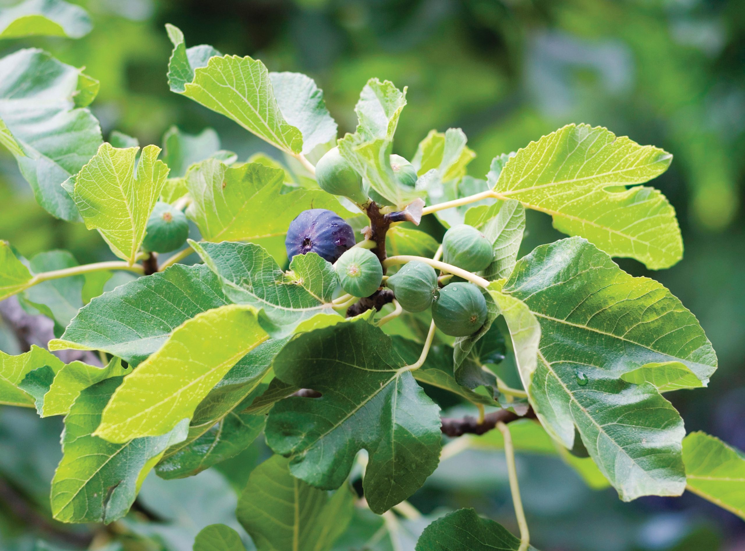 Ficus carica