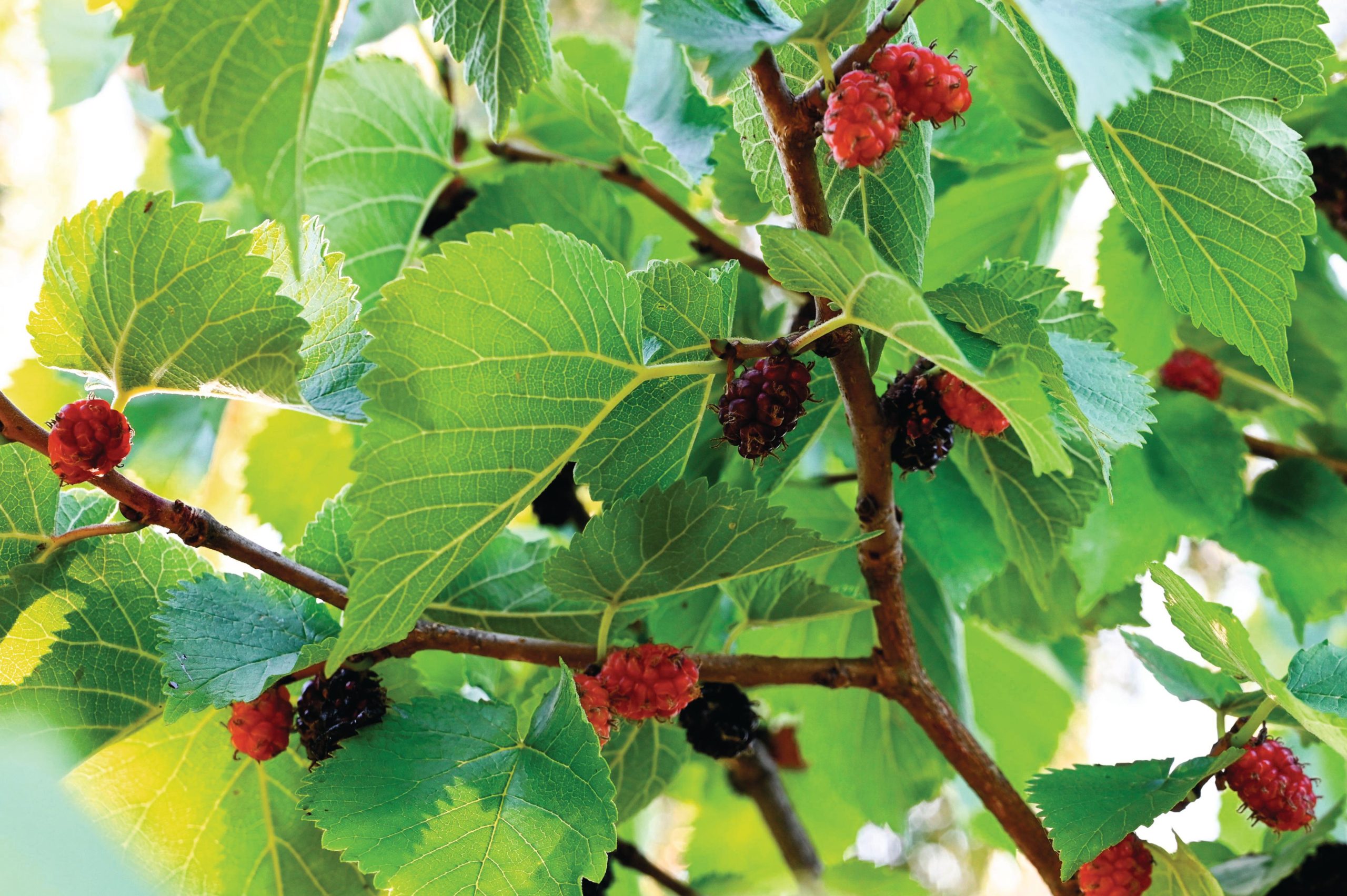 Mulberry tree
