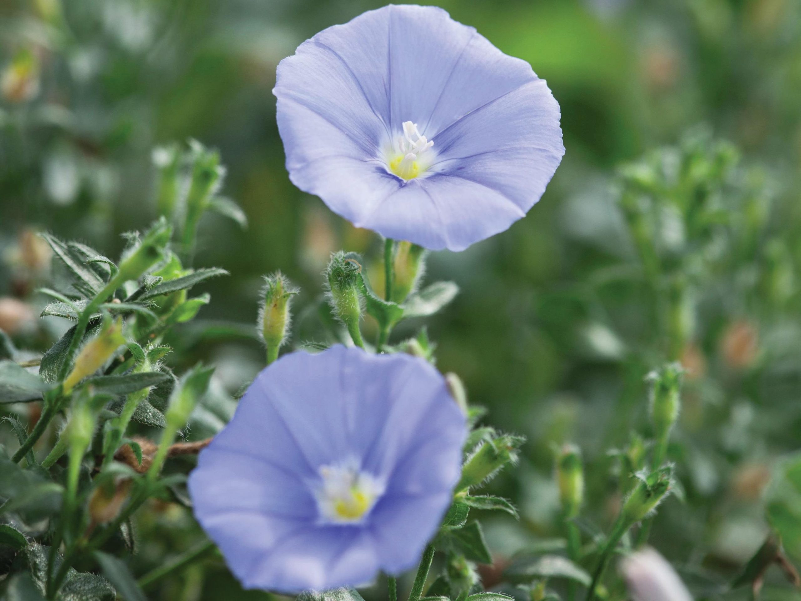 Convolvulus sabatius