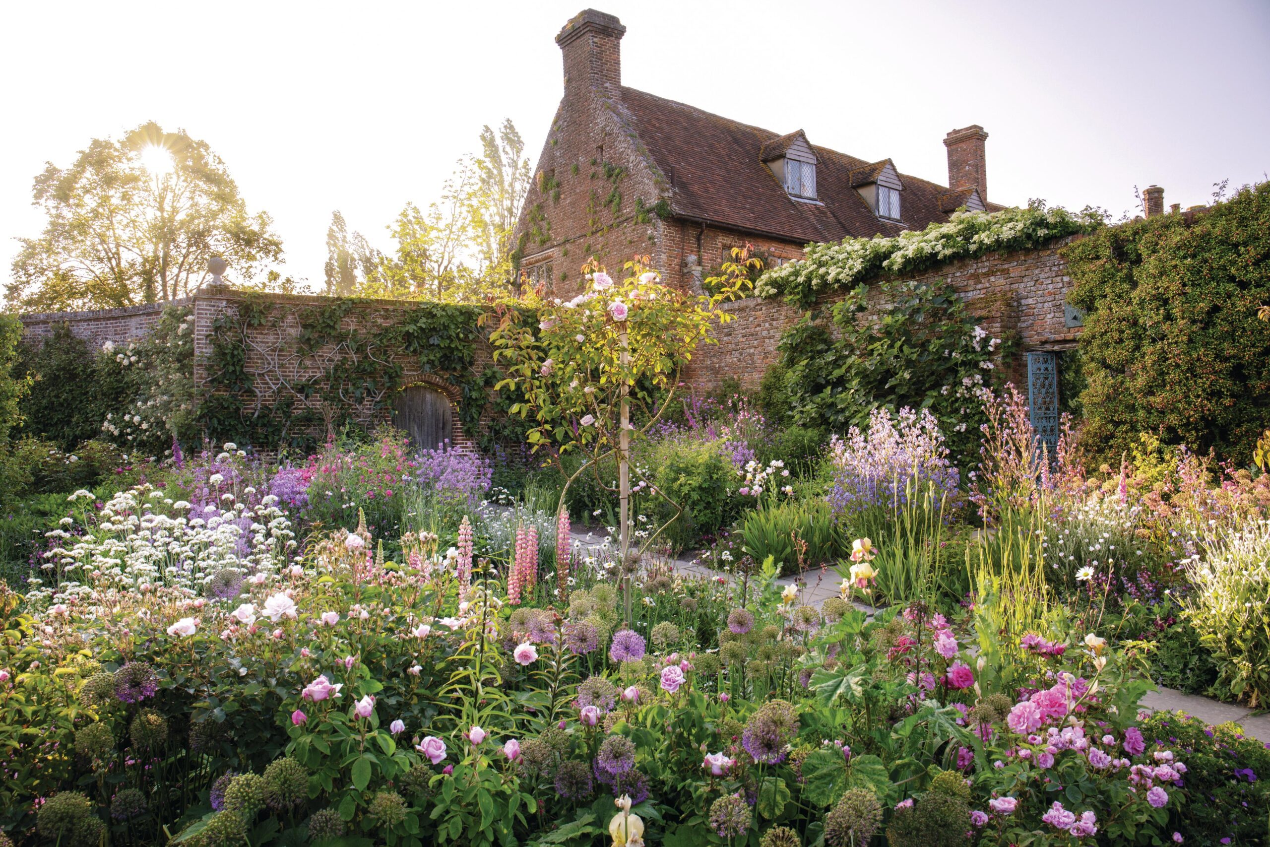 In the famous Rose Garden at Sissinghurst Castle Garden, musk roses, including Rosa ‘Felicia’ and R. ‘Vanity’ are partnered with a range of flowering perennials and bulbs, including Valeriana officinalis, the tall blue spires of Anchusa azurea, Lupinus ‘The Chatelaine’, Digitalis purpurea and Tragopogon porrifolius. Bulbs, including Allium aflatunense, inject colour.