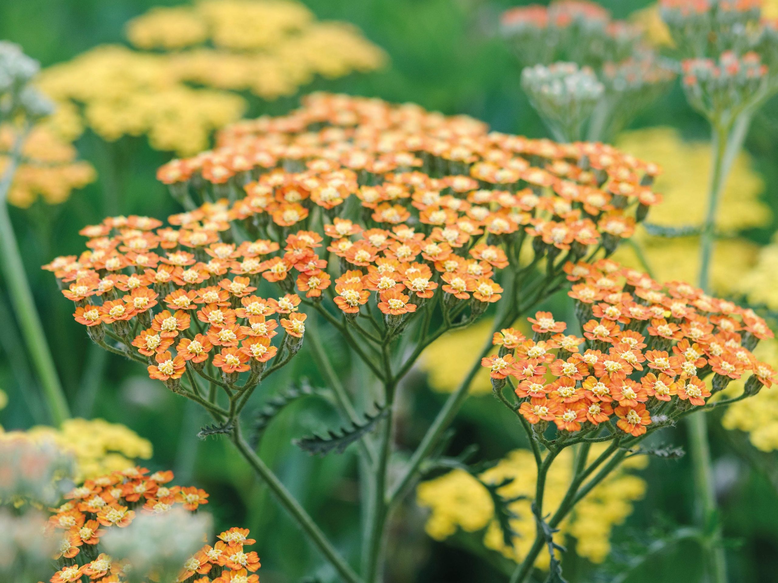 Achillea 'Terracotta'