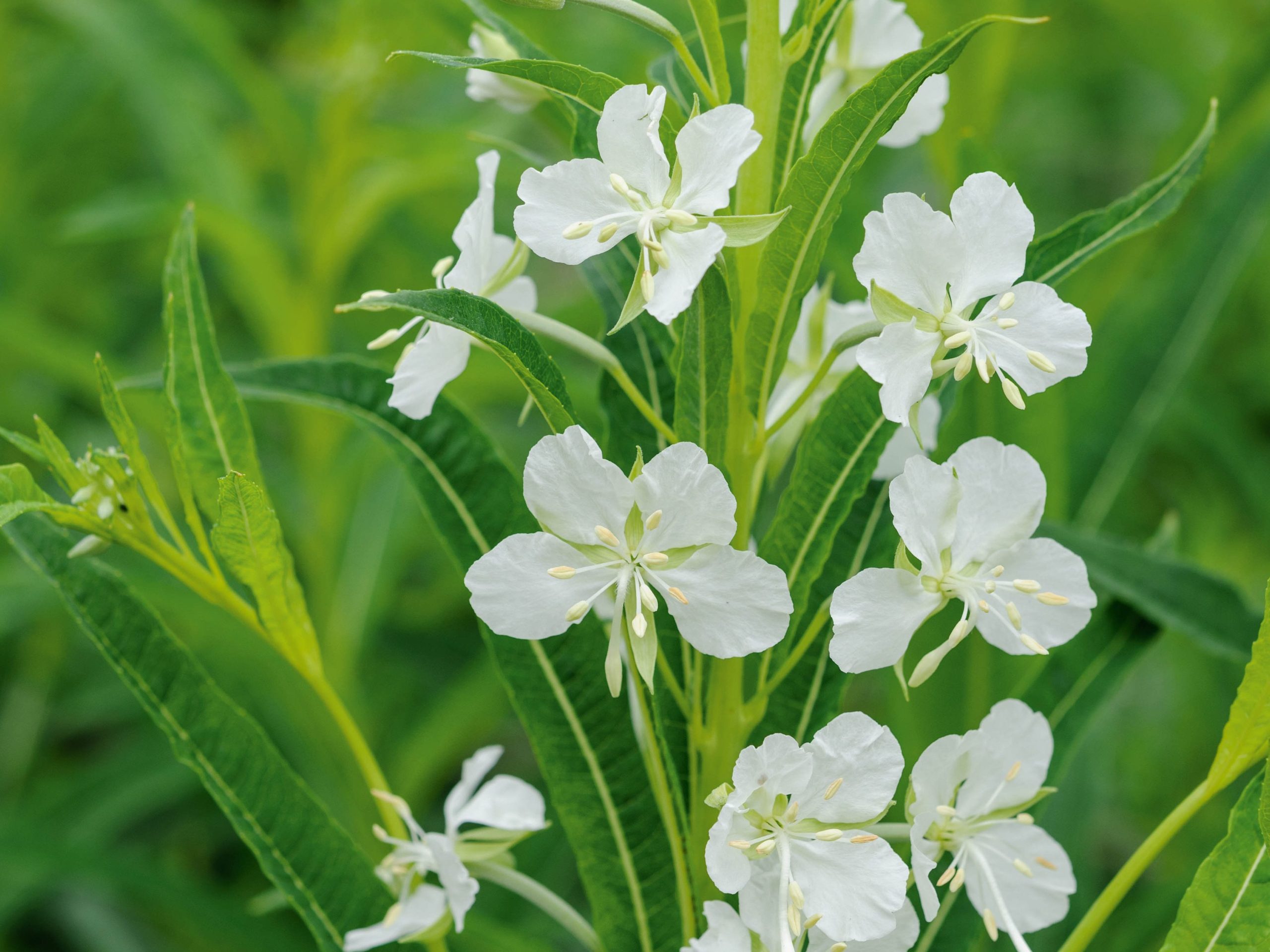 Chamaenerion angustifolium 'Album'