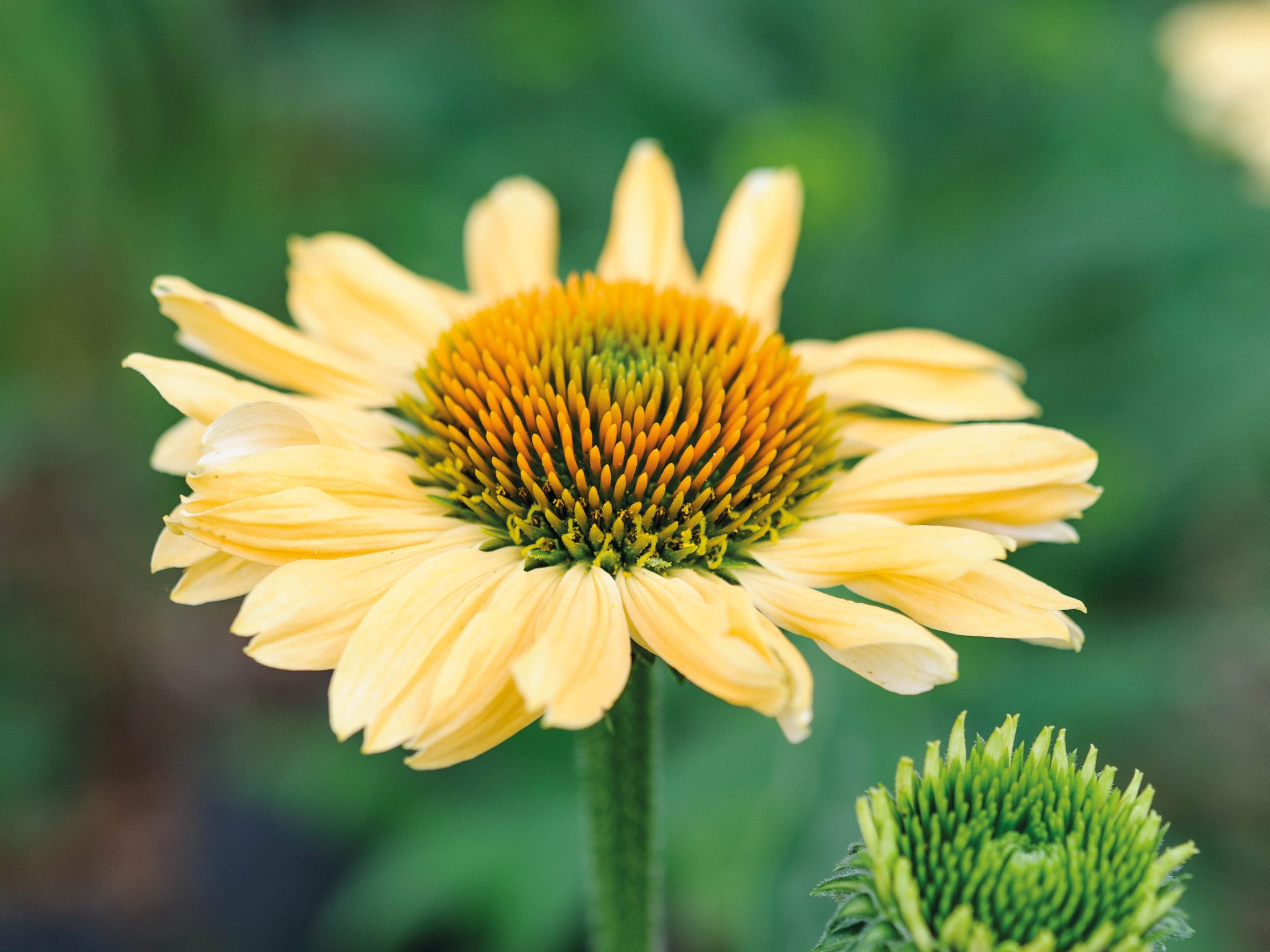 Echinacea 'Aloha'