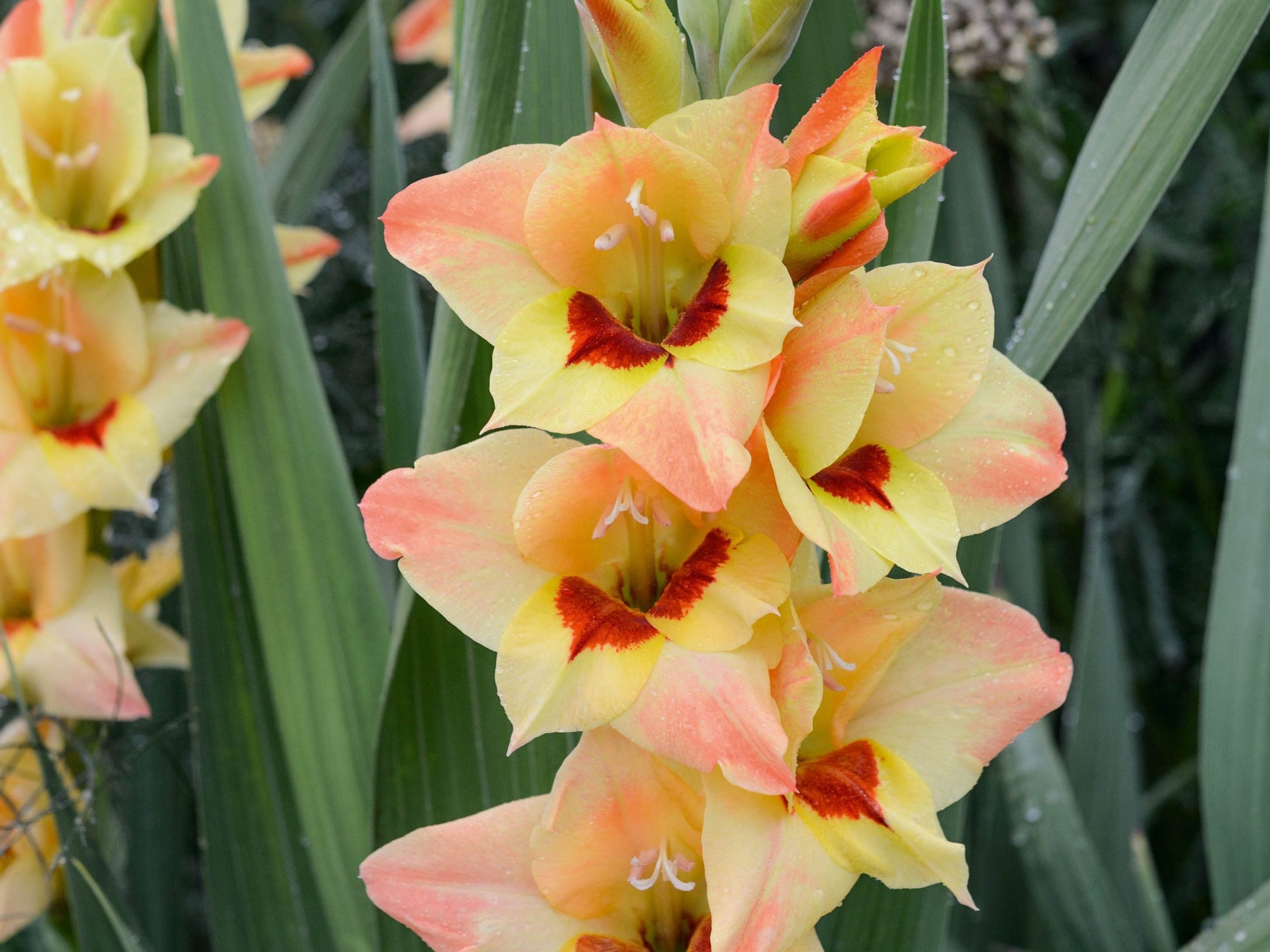 Gladiolus 'Sylvia'