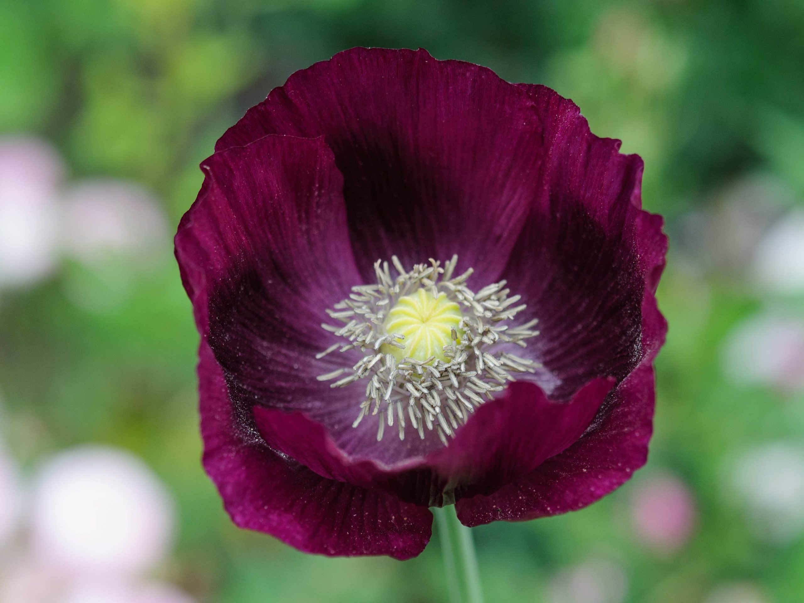 Papaver somniferum, 'Lauren's Grape'