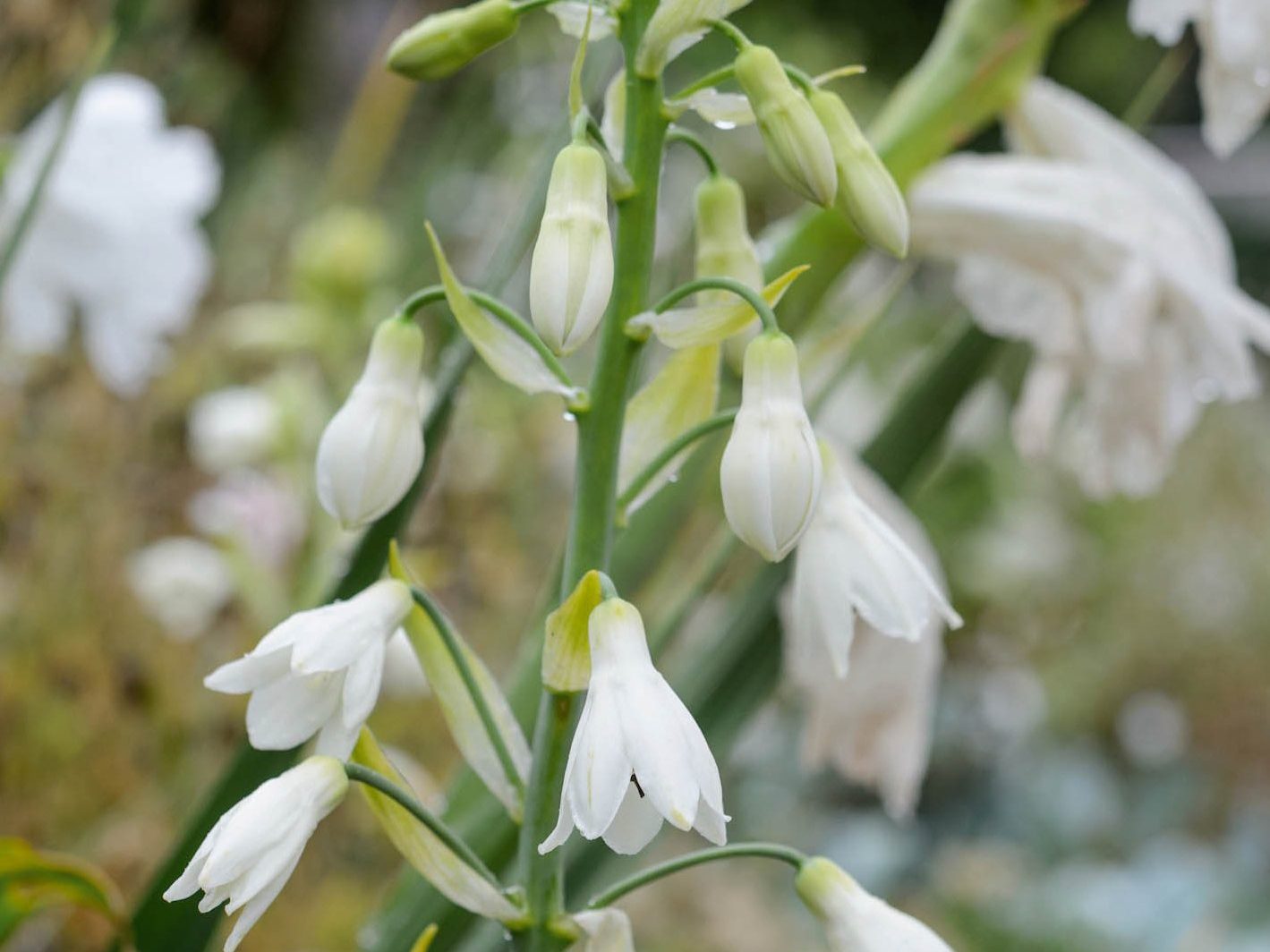 Galtonia candicans