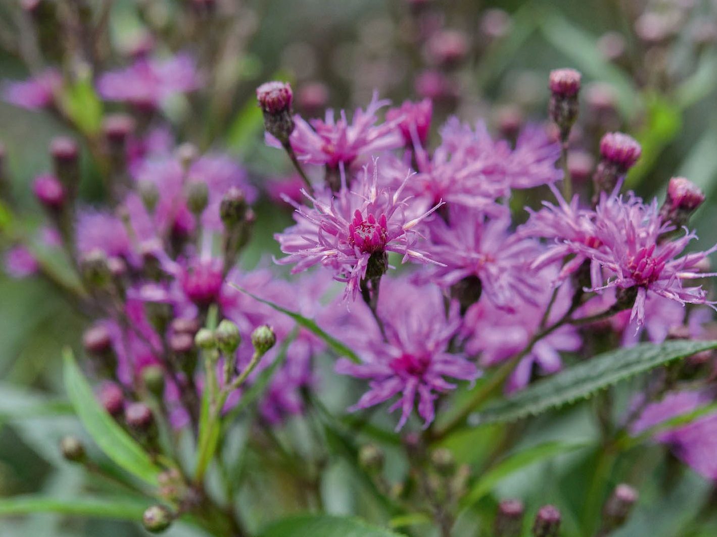Veronia arkansana 'Mammuth'