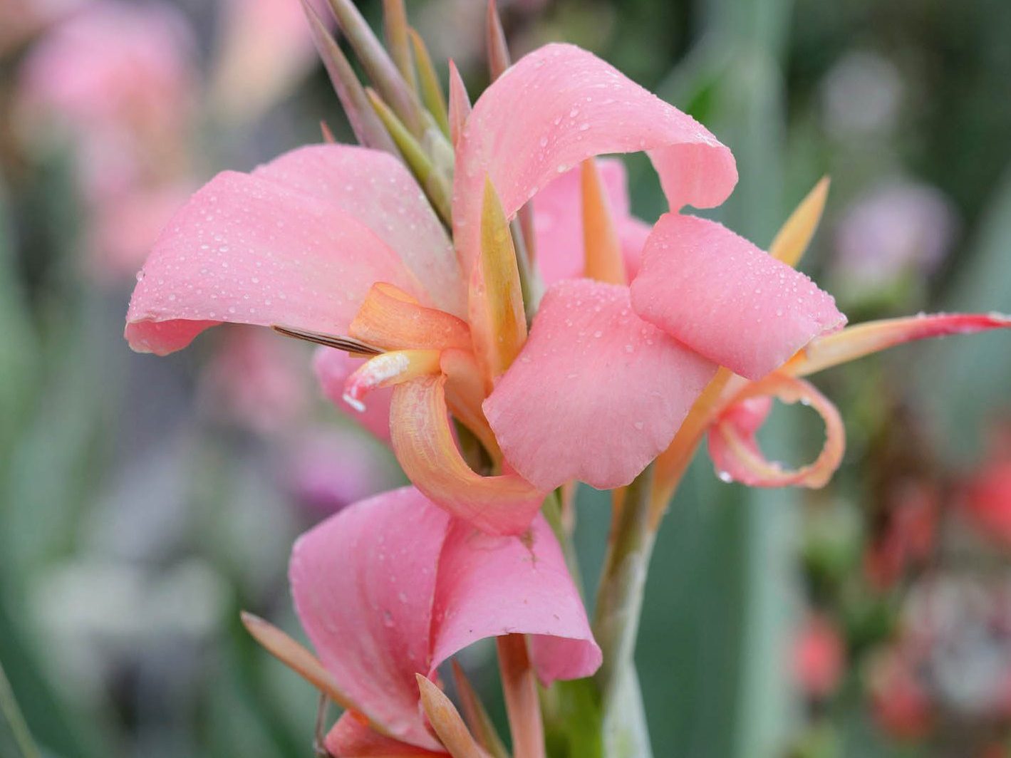 Canna 'Erebus'